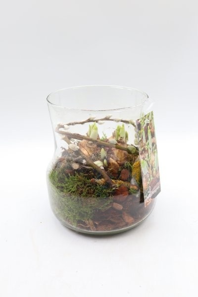 Narcis, curly belly S, D 15