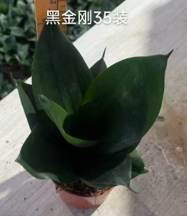 Сансевиерия ханни блэк 11 20 (предзаказ)