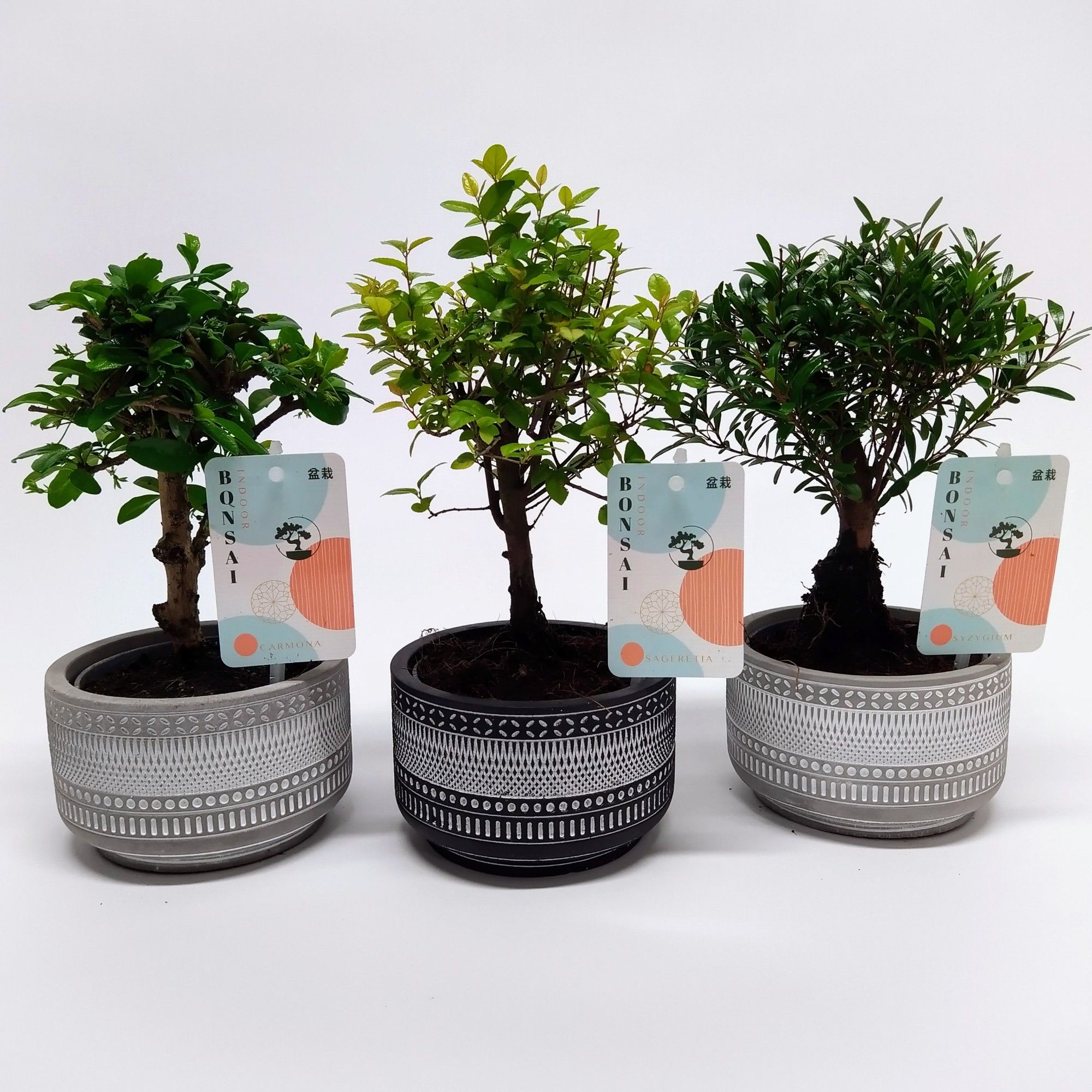 Bonsaimix 'Tribal' 12 cm, D 12