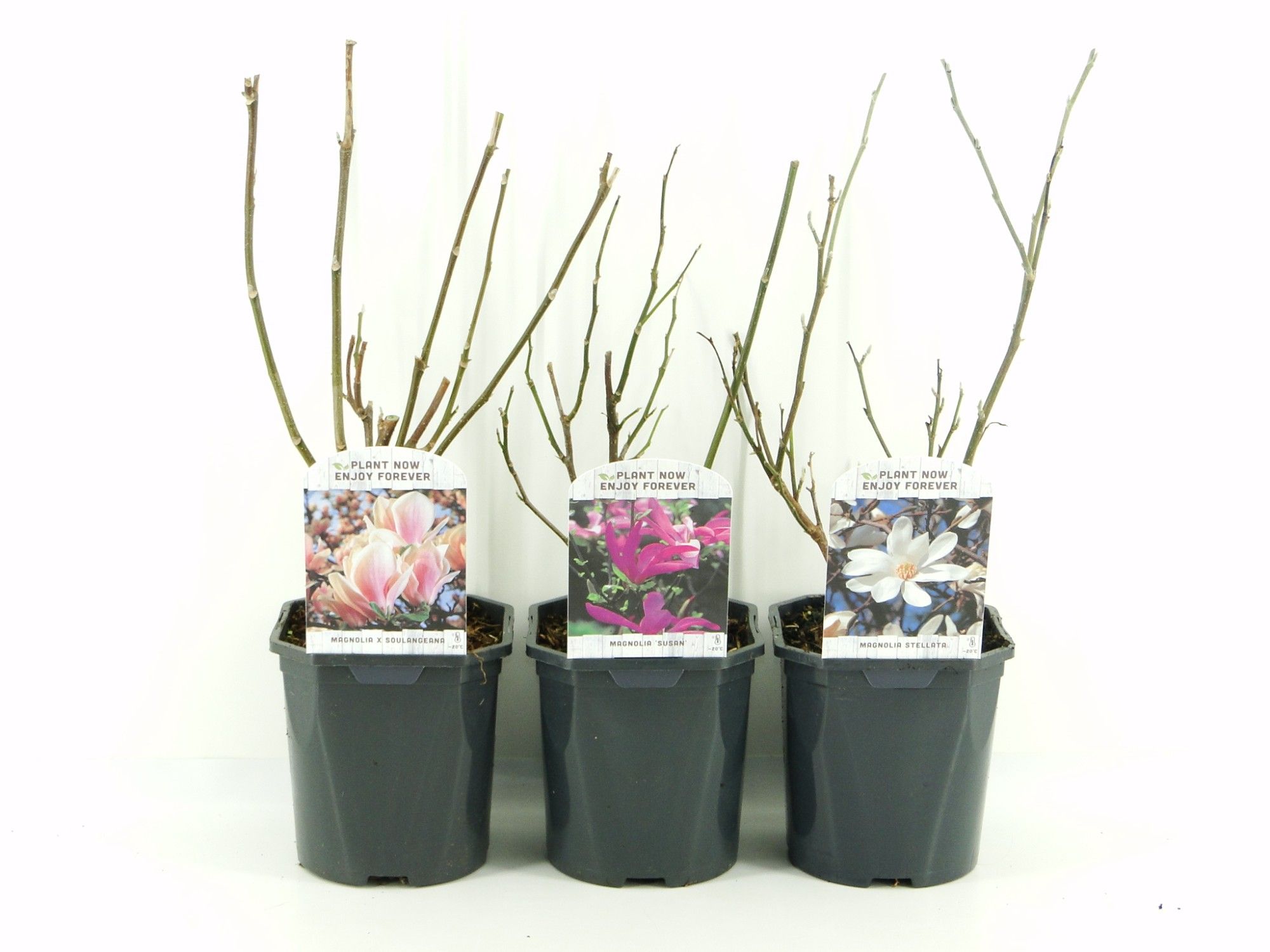 Magnolia lagen mix, D 17