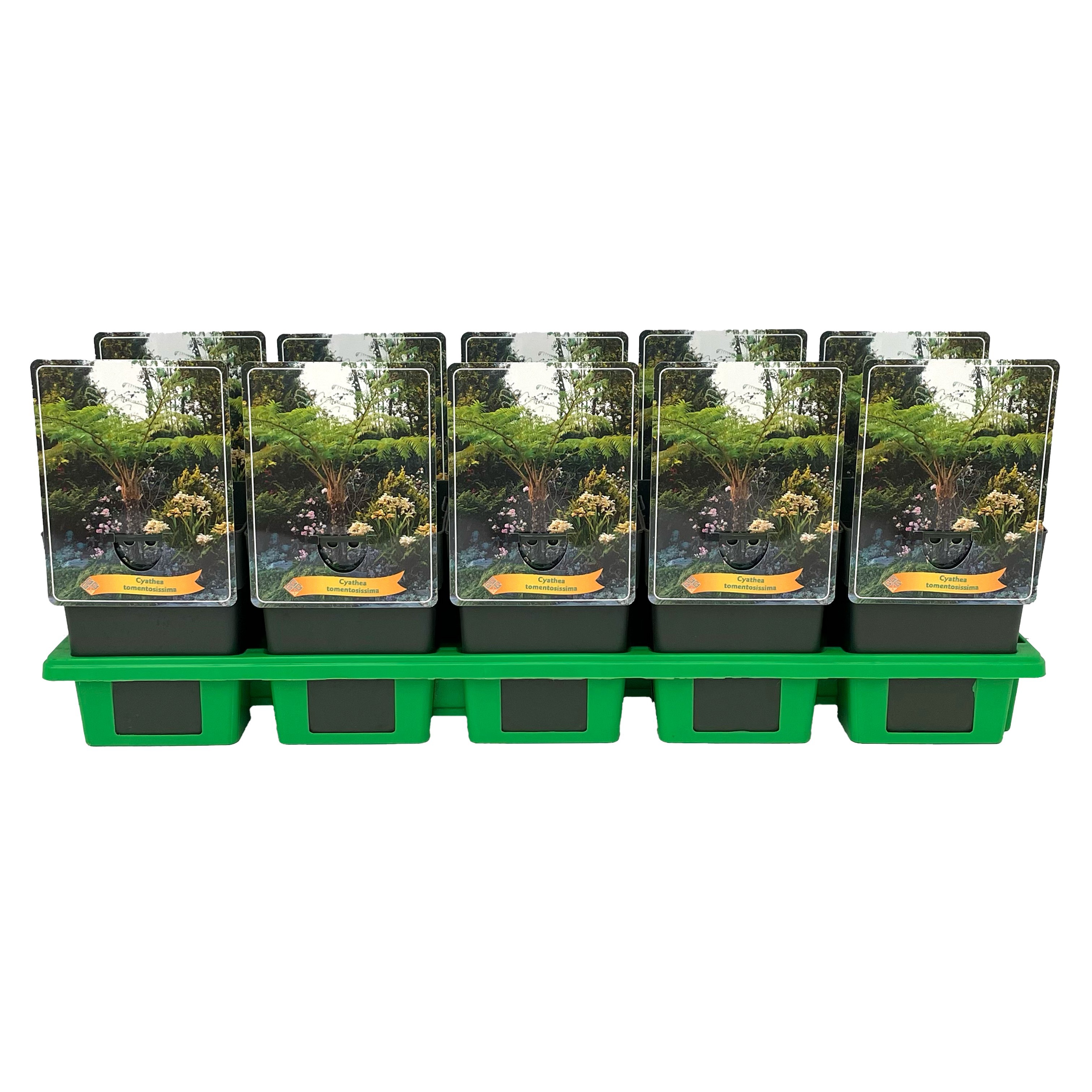 Cyathea tomentosissima P11, D 11