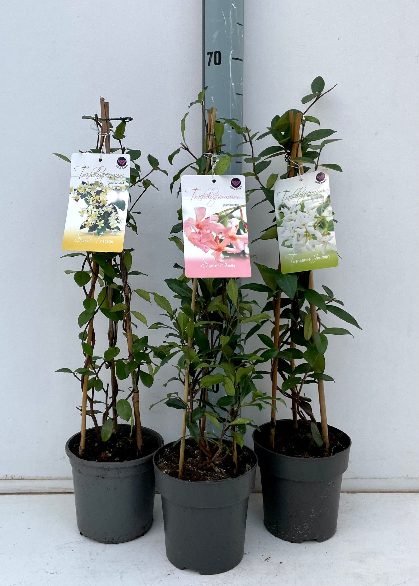 Trachelospermum jasminoides in 3 kleuren, D 15