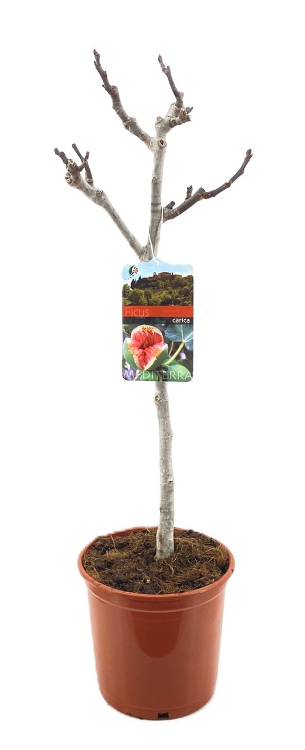 Ficus carica, D 21