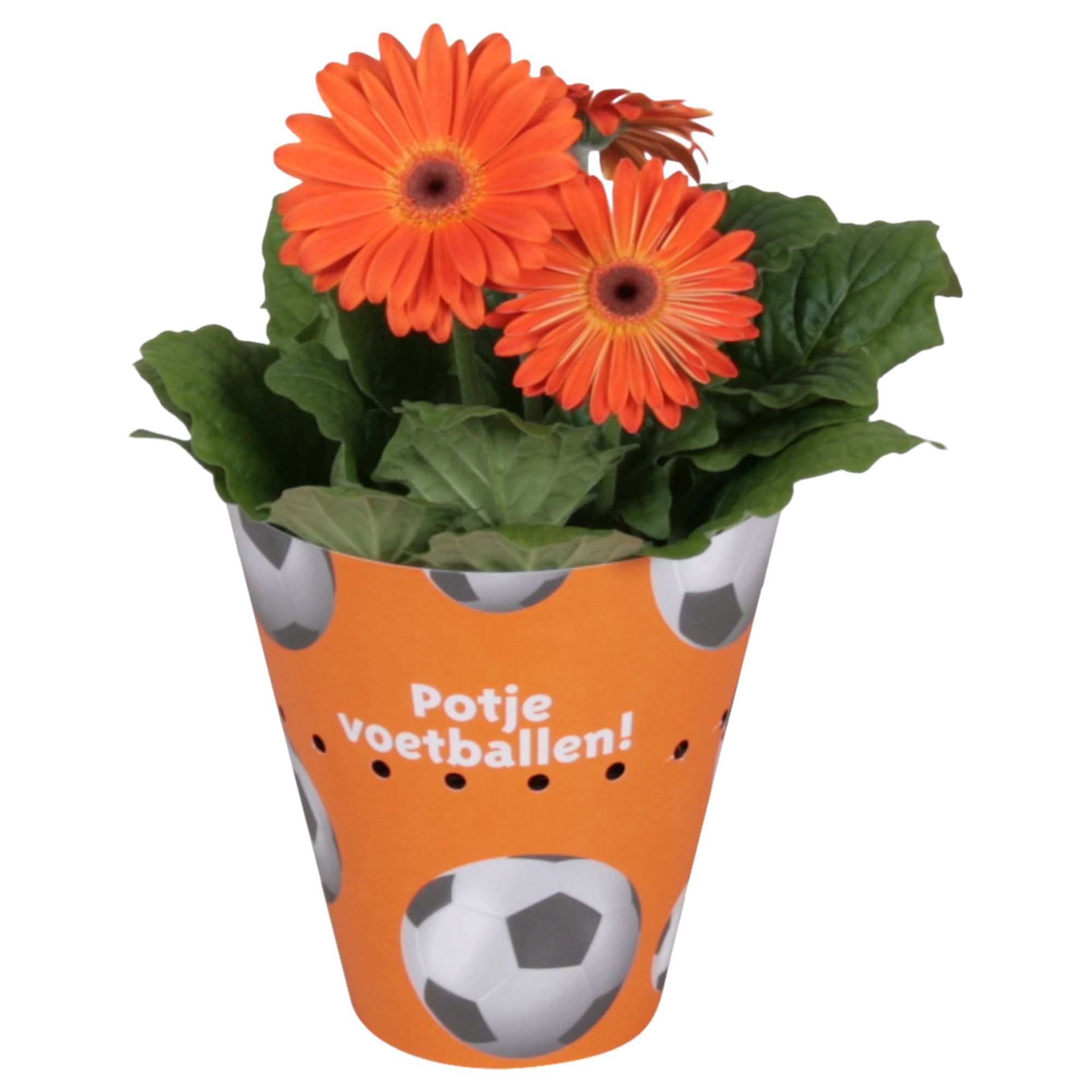 Gerbera gemengd 2+bl. 12cm in voetbalpotcover oranje, D 12