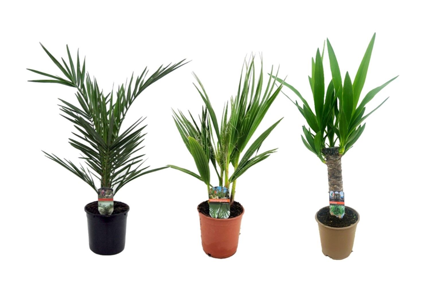 Palmen mix indoor - 2/3 soorten, D 15