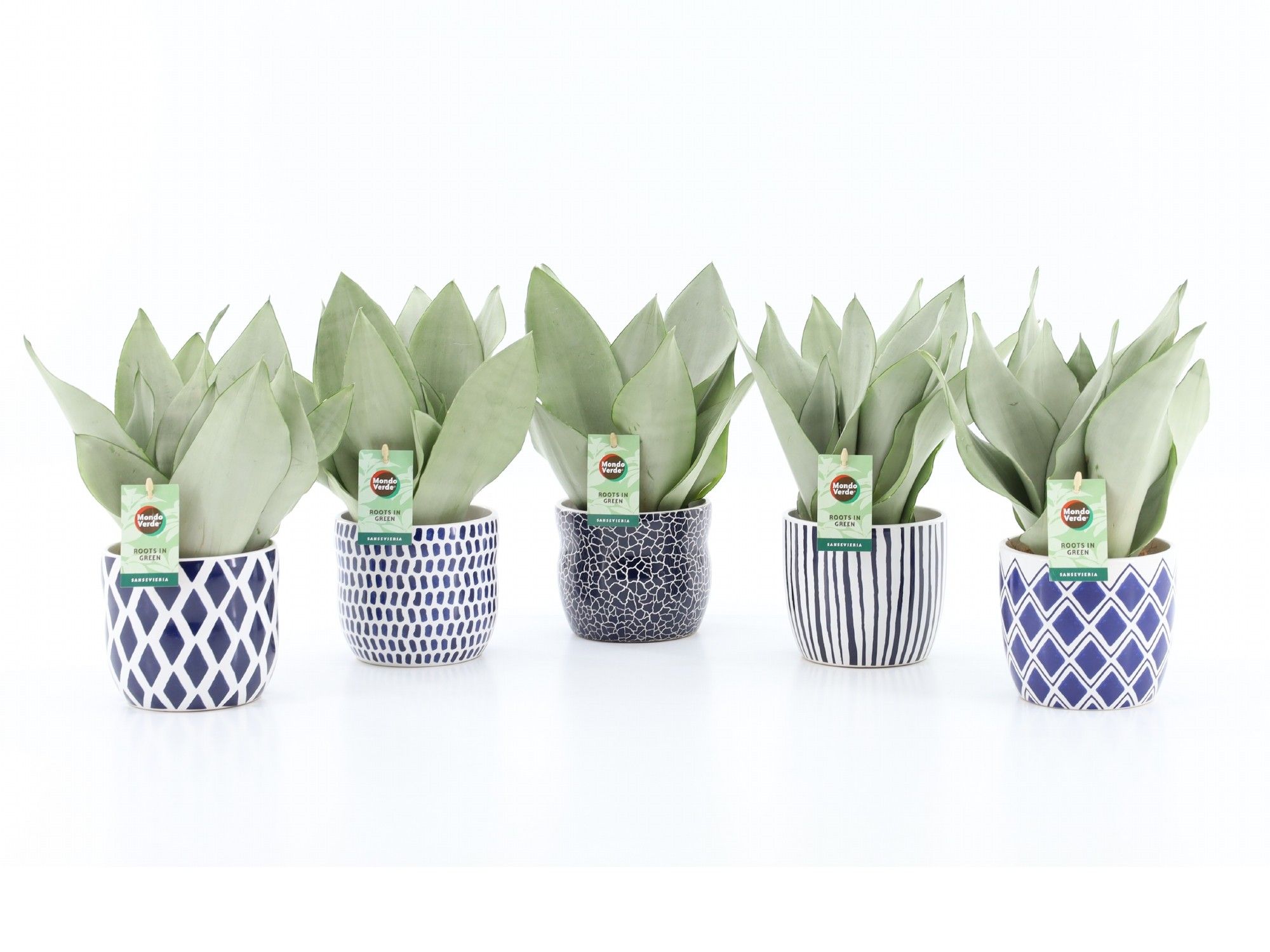 Sansevieria Moonshine in Delft-Blue Keramiek, D 13