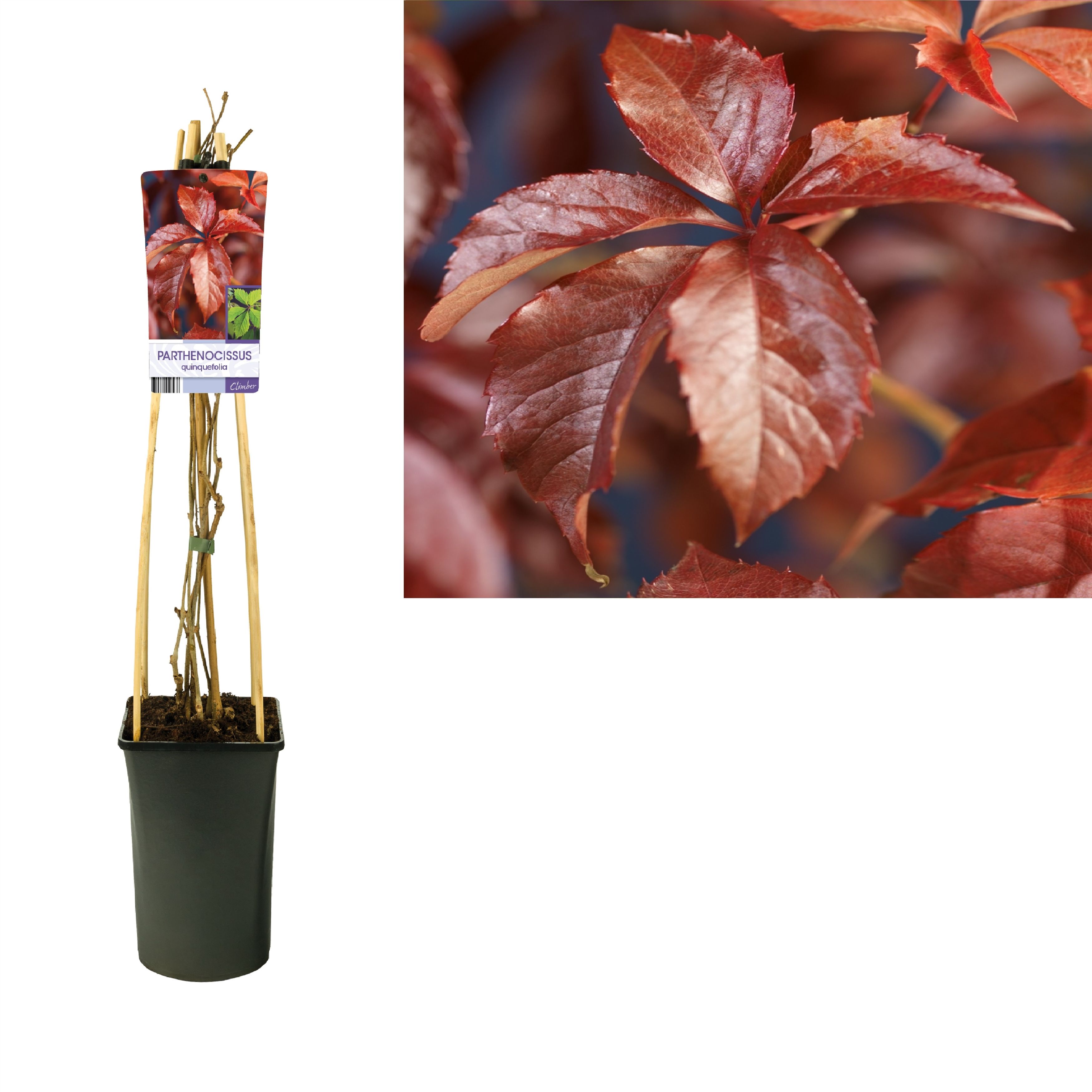 Parthenocissus quinquefolia +light label, D 17