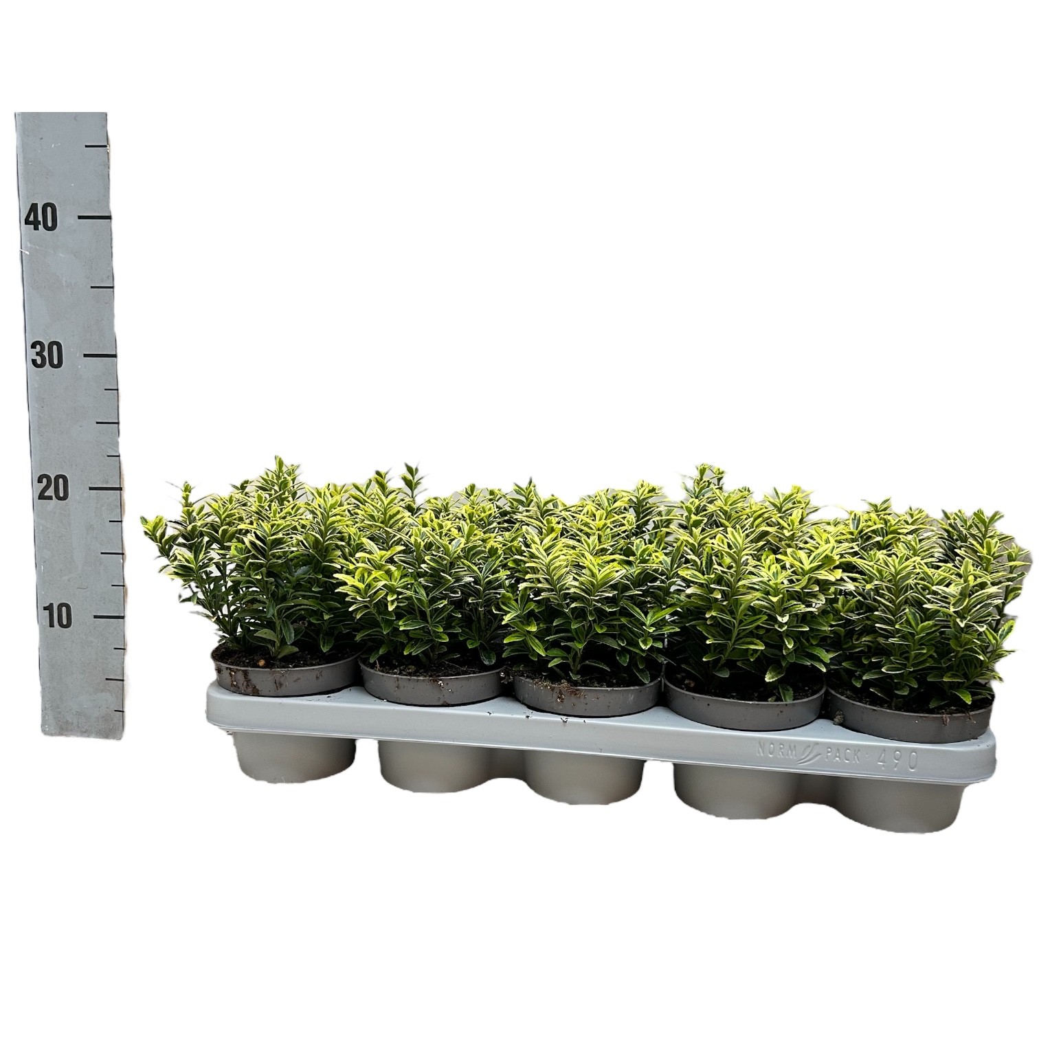 Euonymus japonicus 'Microphyllus Aureovariegatus Gold', D 12