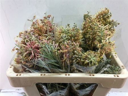 Гревиллея Канберра Микс 50, шт.