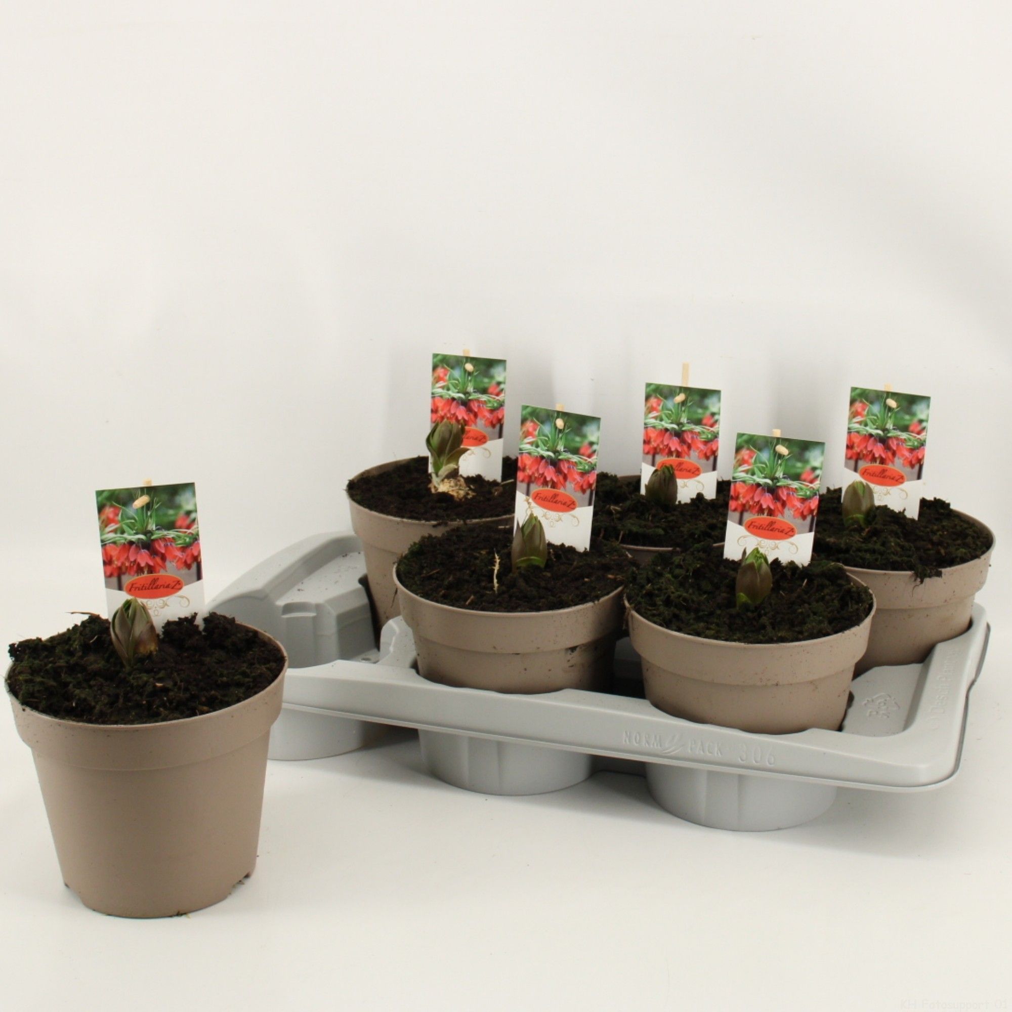 Fritillaria Red, D 17