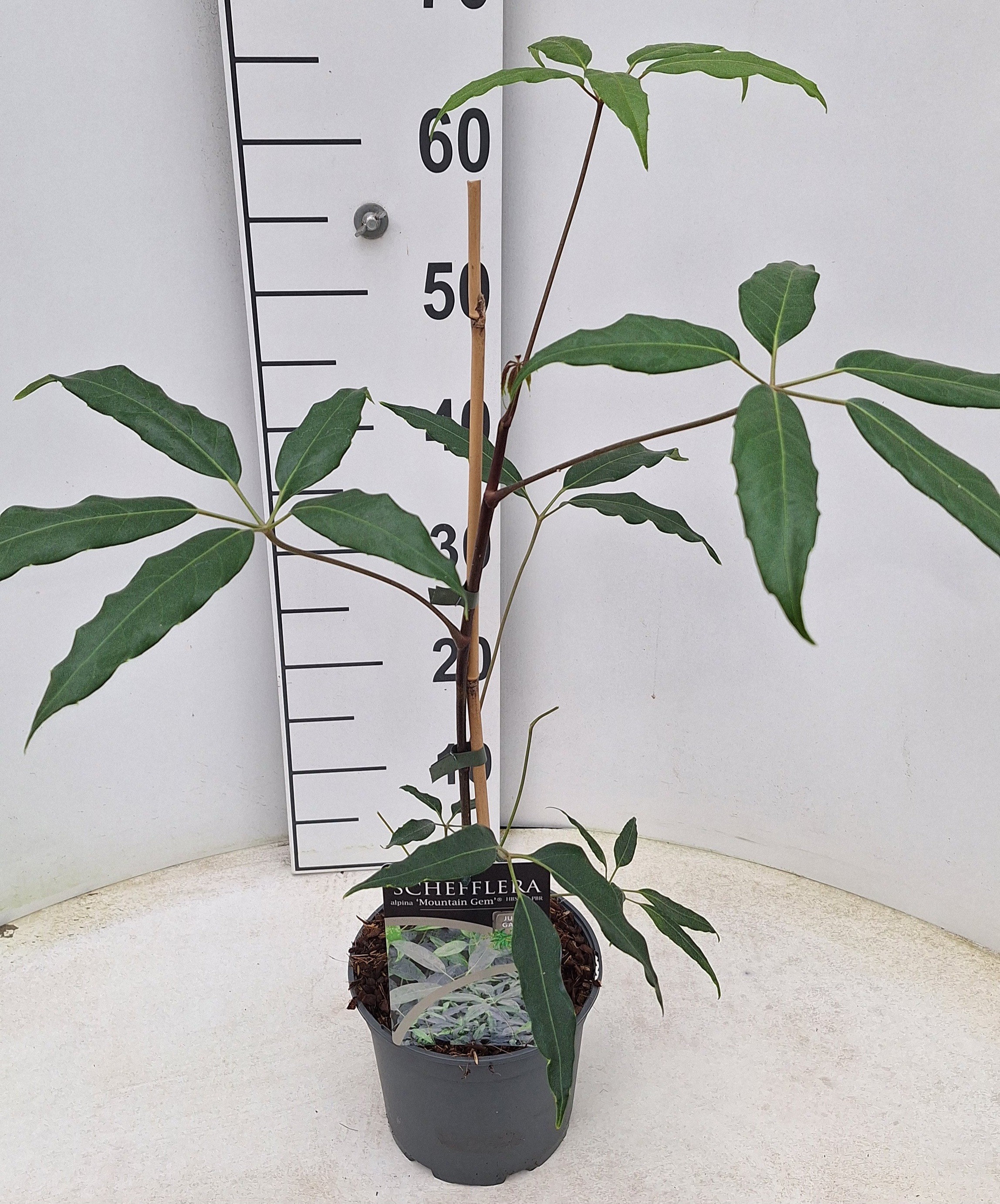 Schefflera alpina 'Mountain Gem' PBR, D 17