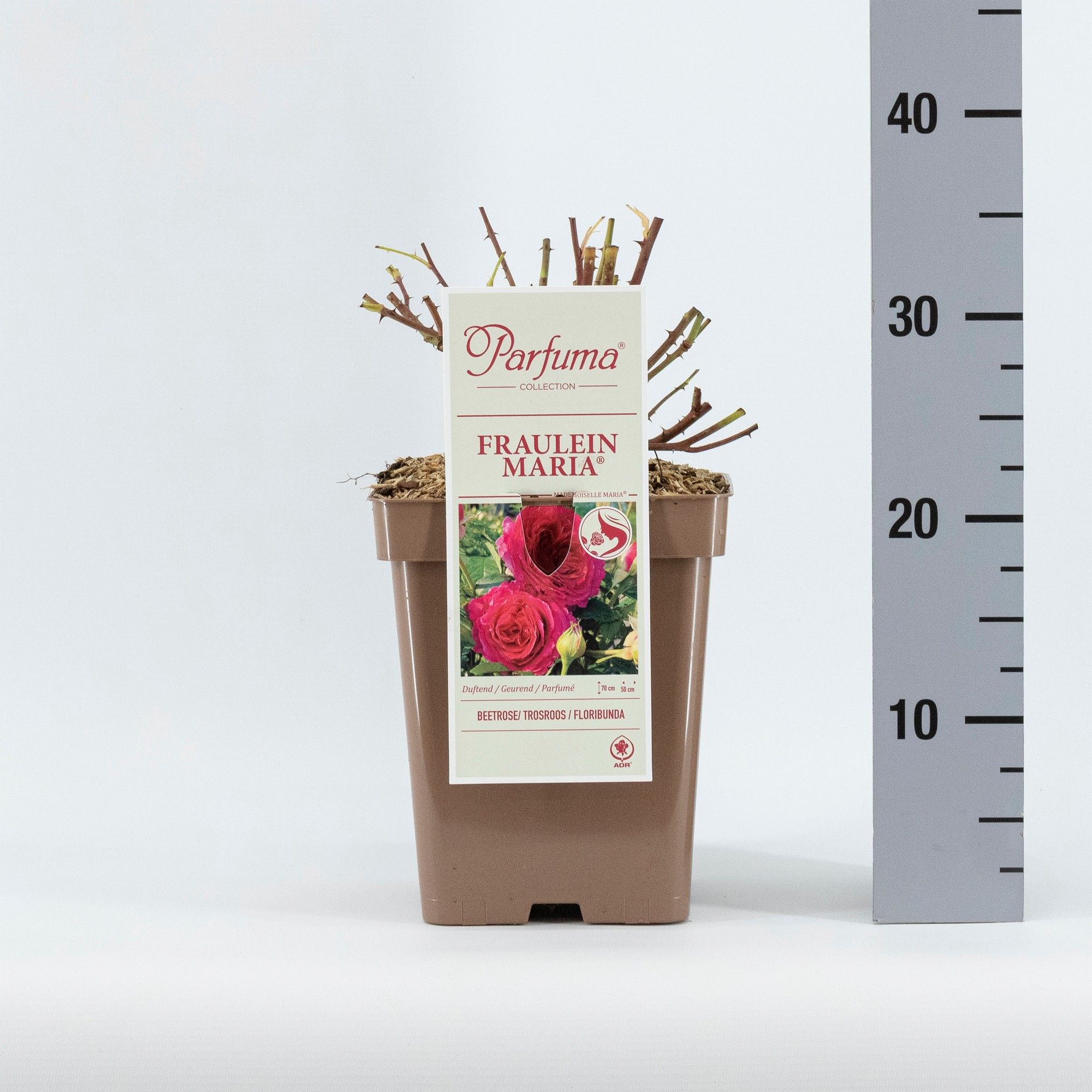 Rosa Parfuma (F) Fräulein Maria ®, D 23