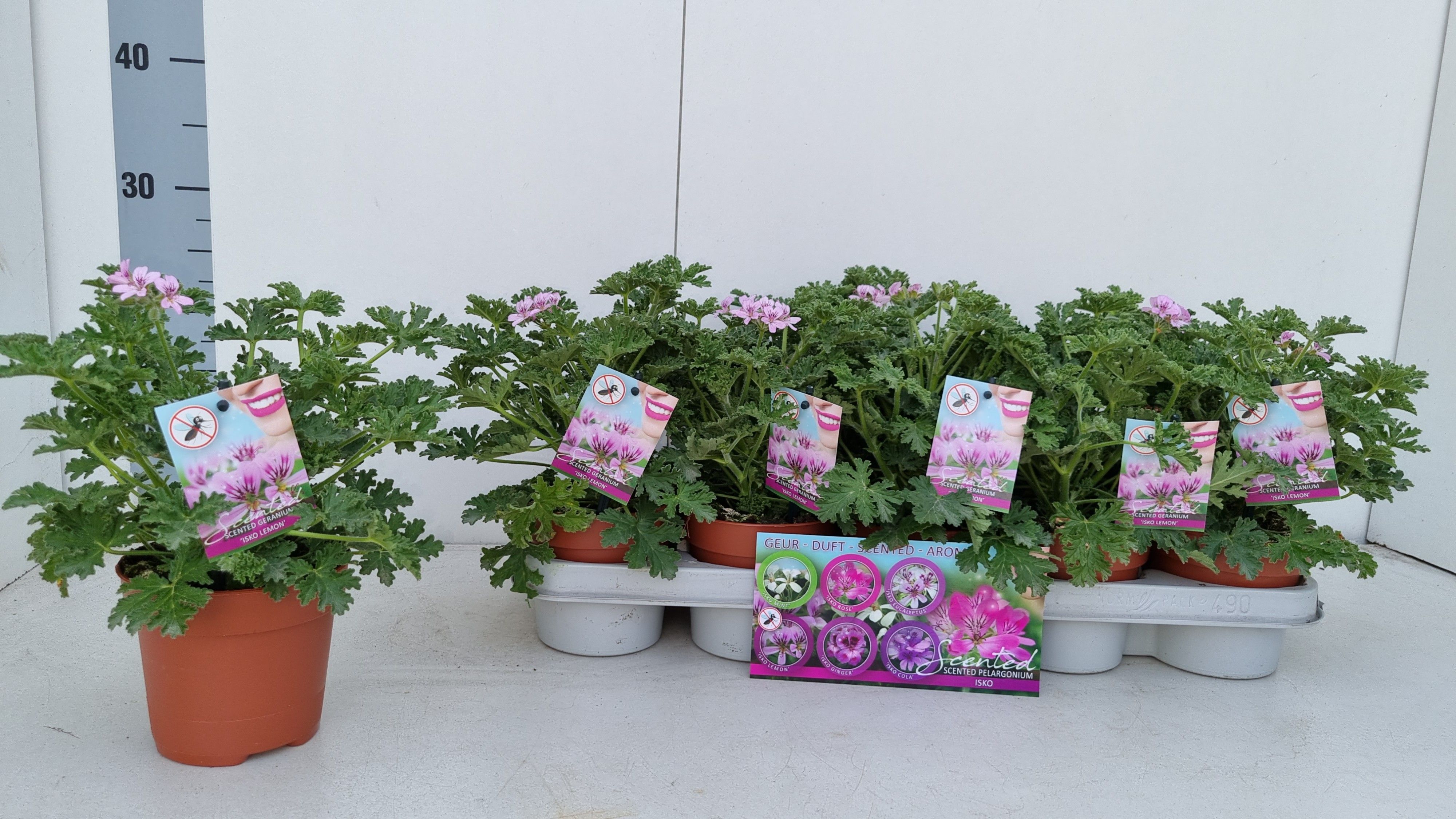 Pelargonium geurend p12 Isko Lemon - citroengeranium, D 12 cm