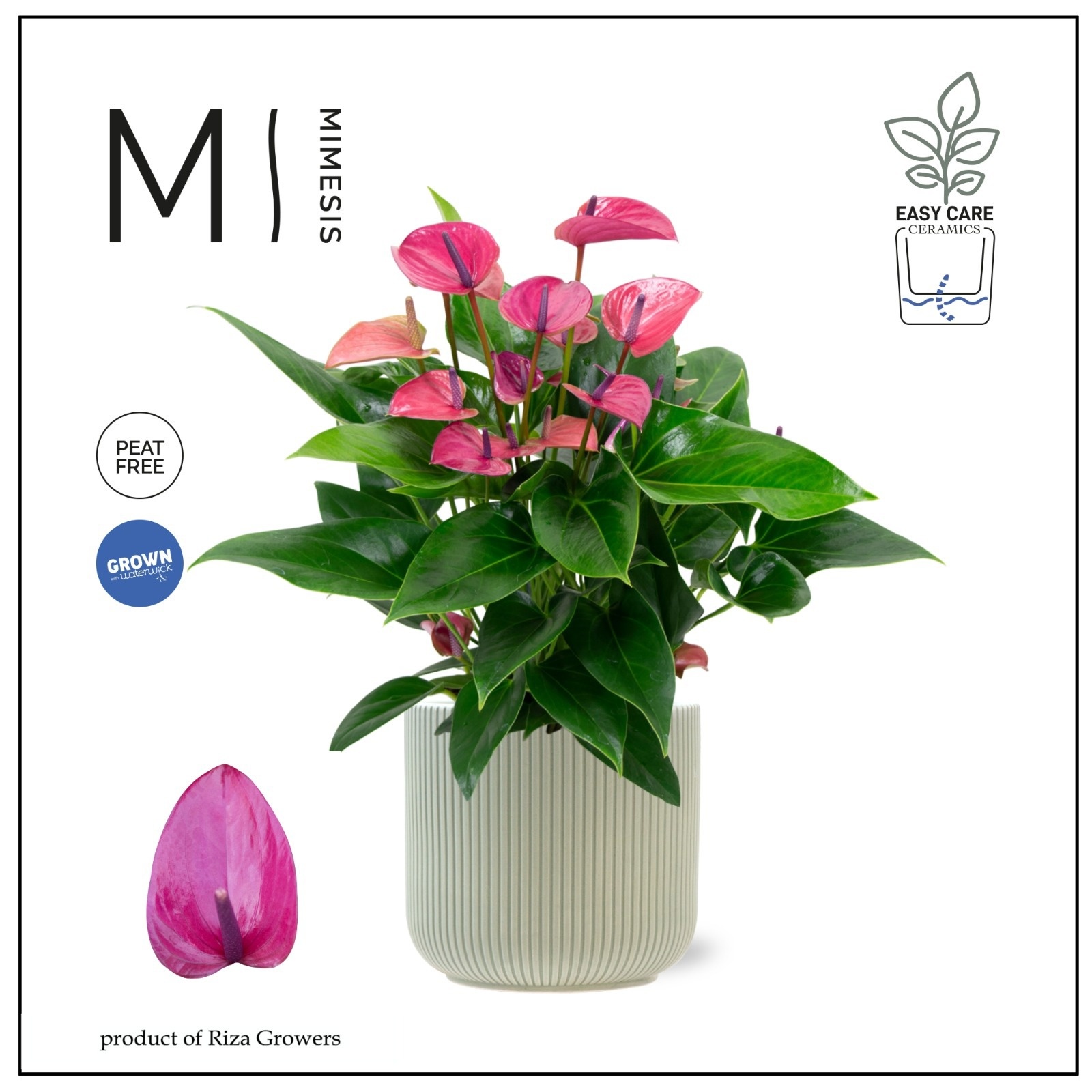 Mimesis Anthurium KARMA Purple 17cm - Atlanta Green, D 17