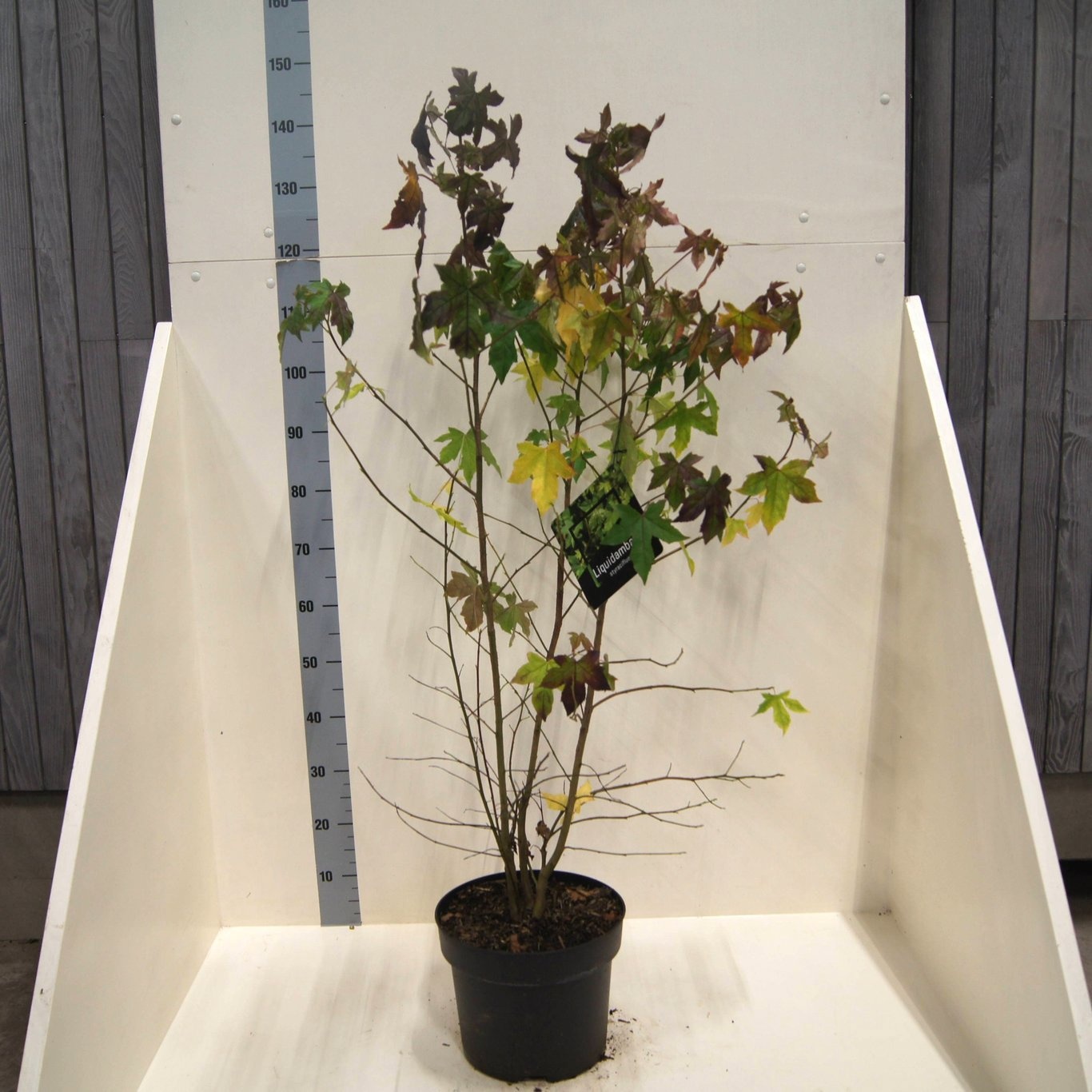 Liquidambar styraciflua, D 28