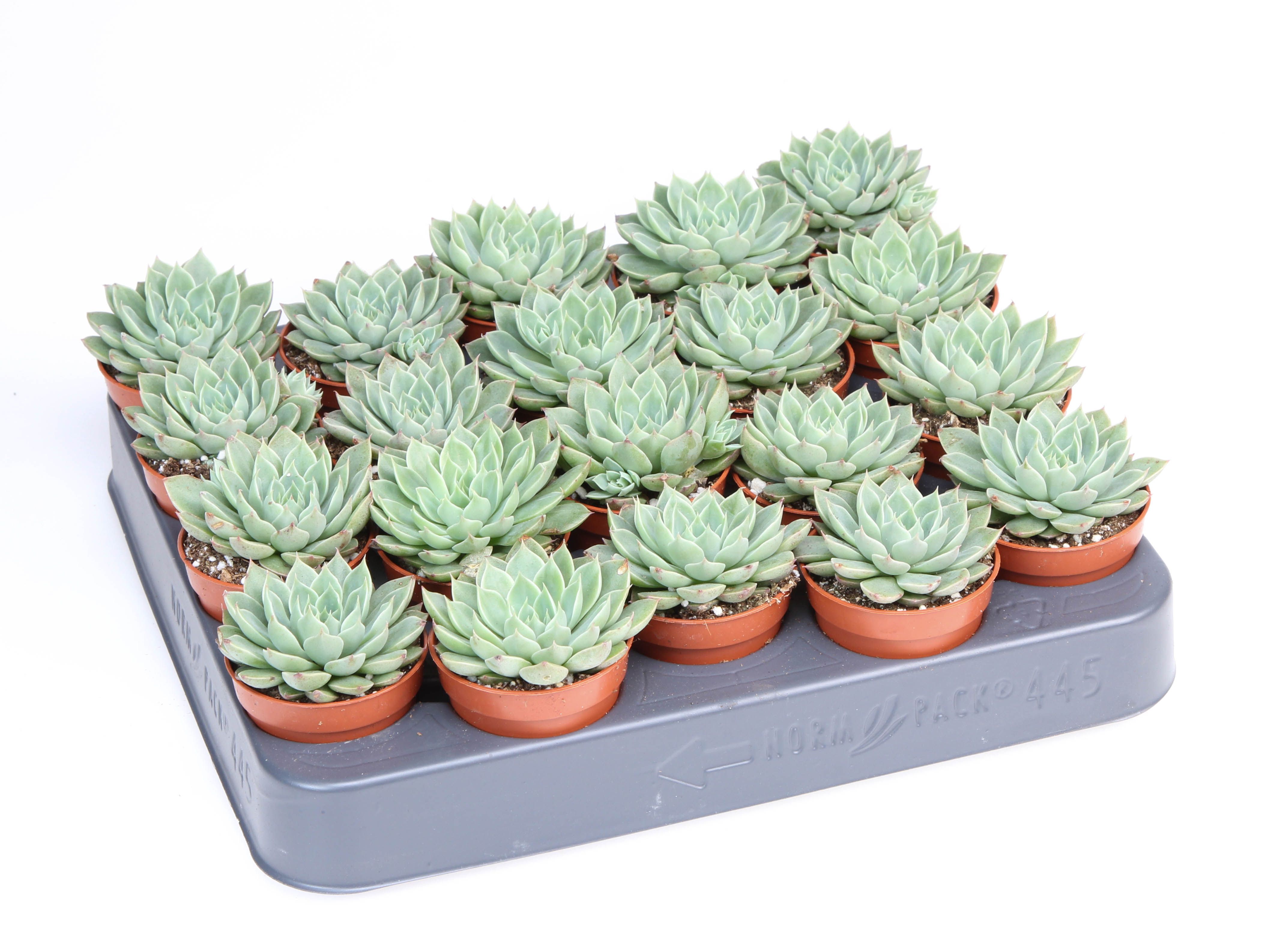 Graptopetalum Altair, D 5,5