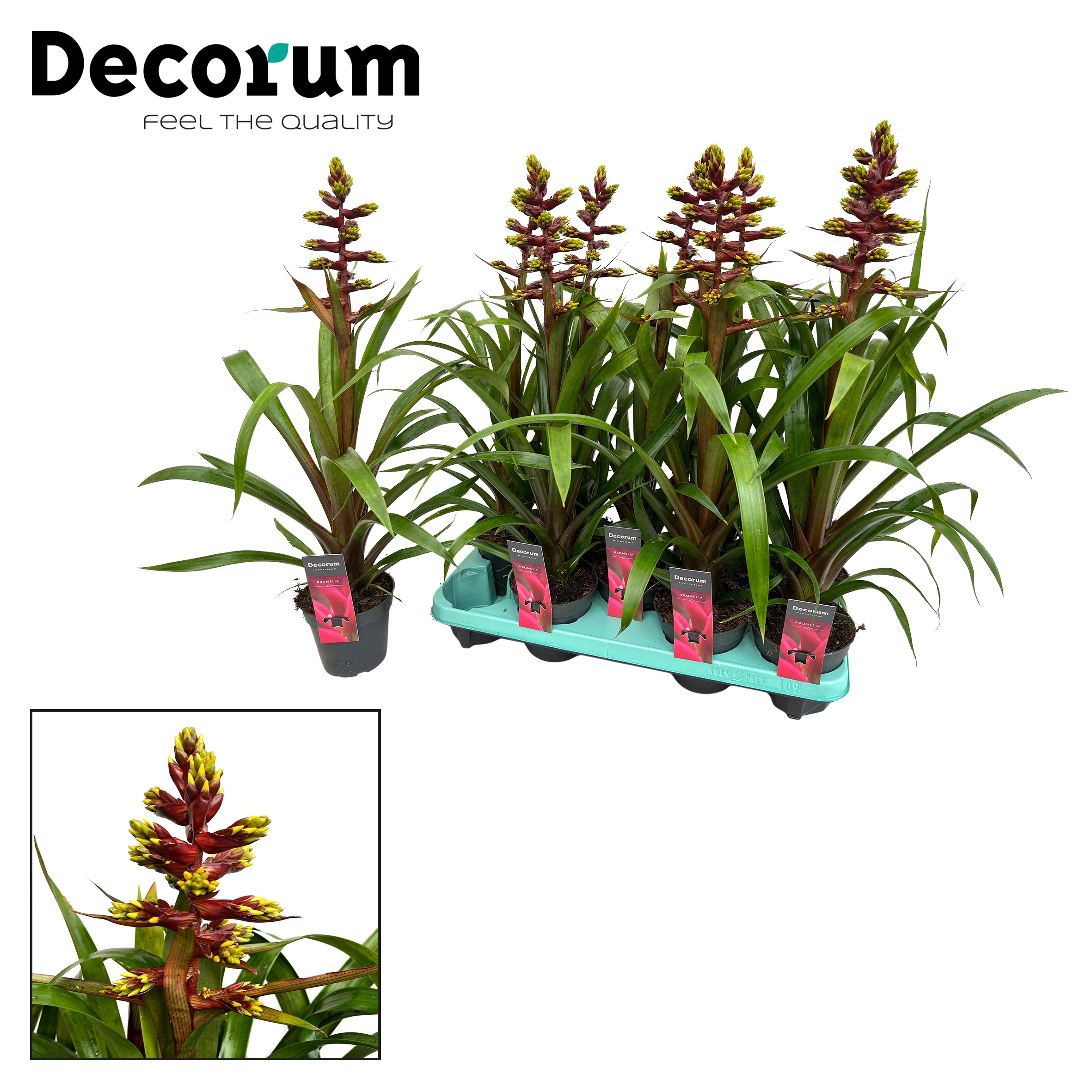 Guzmania Choco (Decorum), D 13