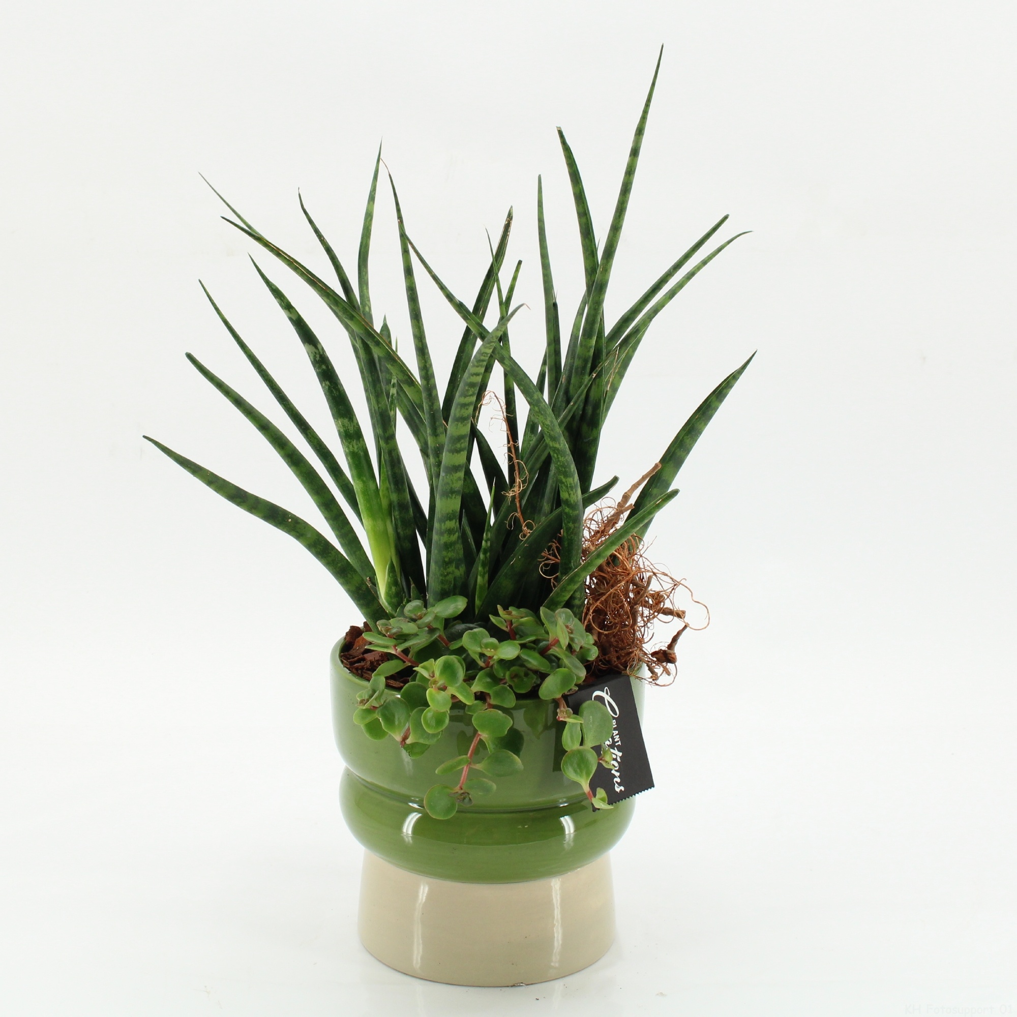 SUCR-2623 Succulent Essentials, D 14