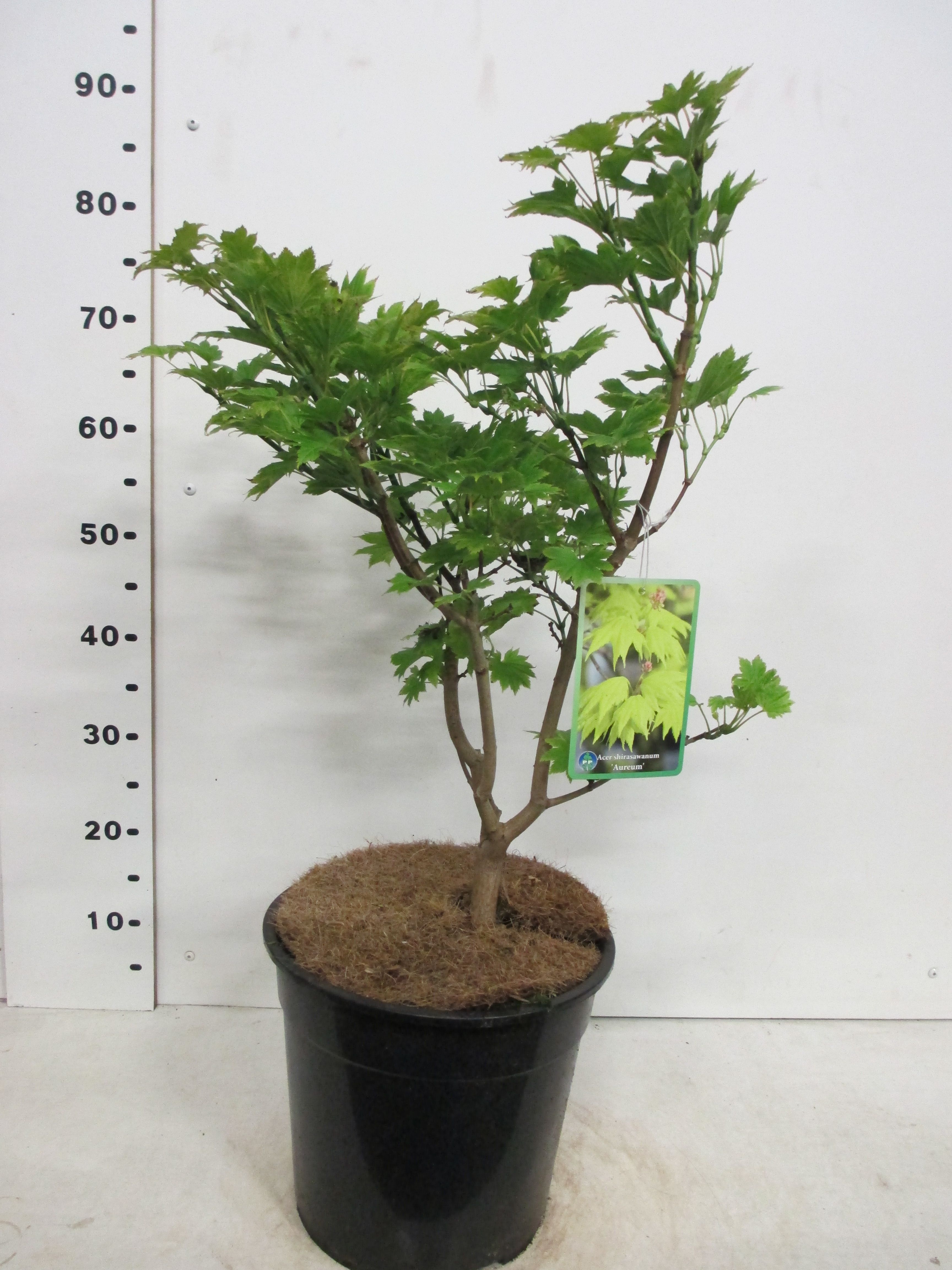Acer shirasawanum Aureum 50-60 P28, D 28
