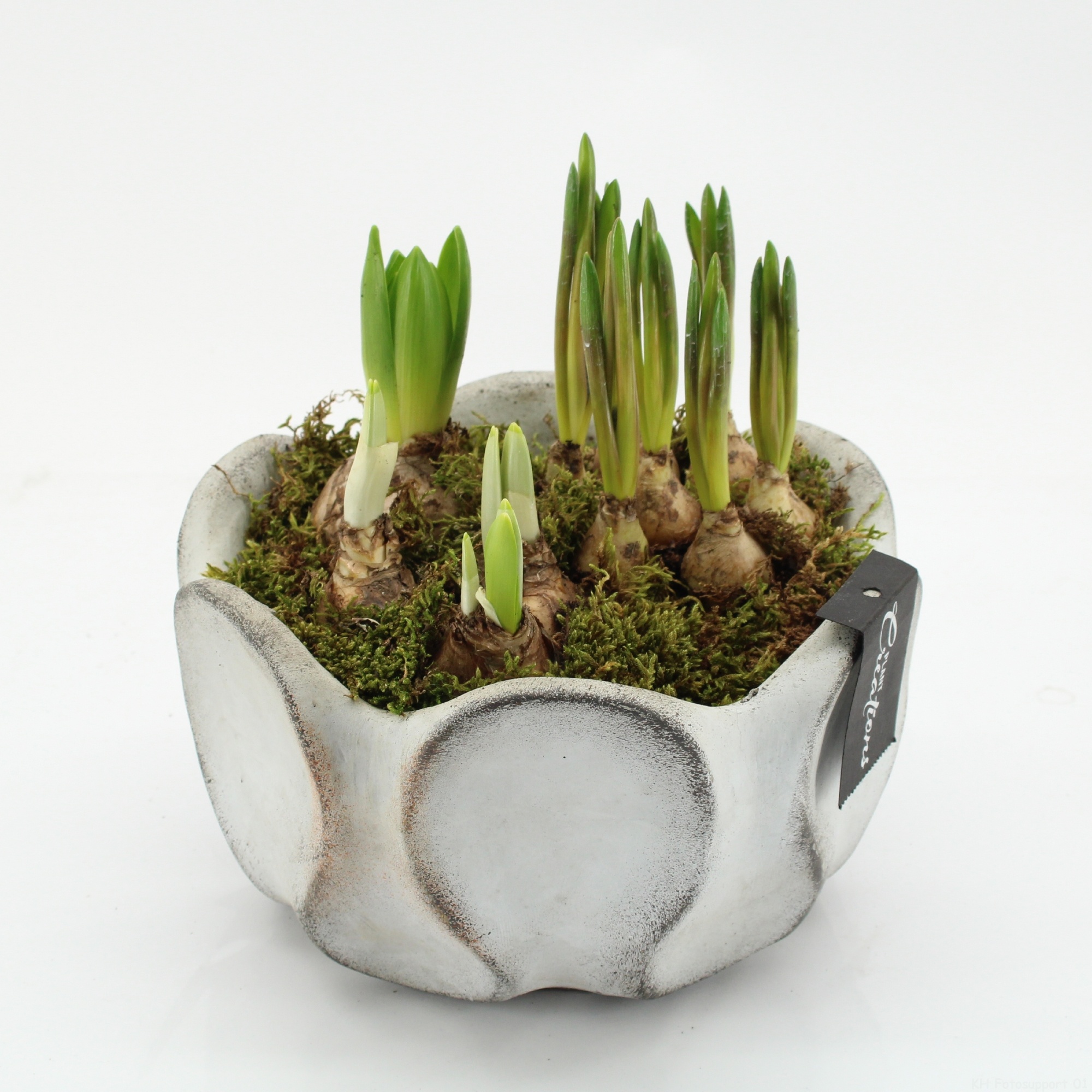 BLCR-2645 Bulbs creations, D 19