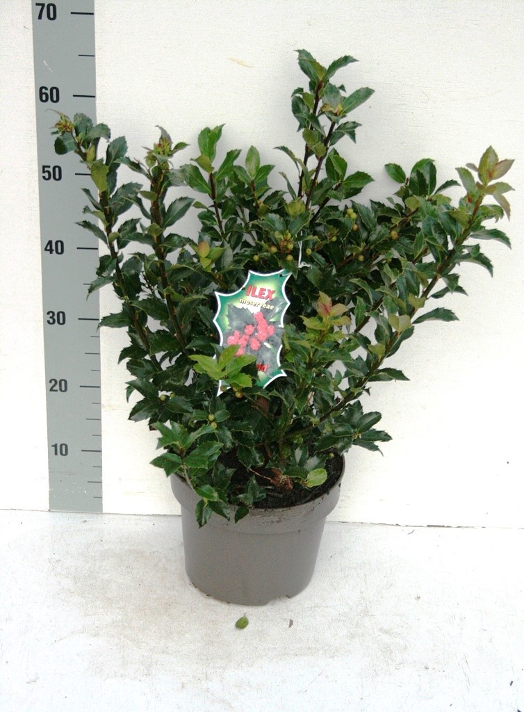 Ilex mes. blue maid, D 23