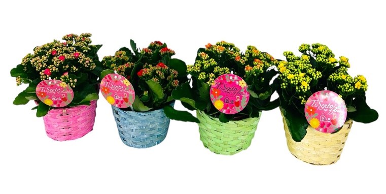 mand 18 cm calandiva basket met stekers, D 19