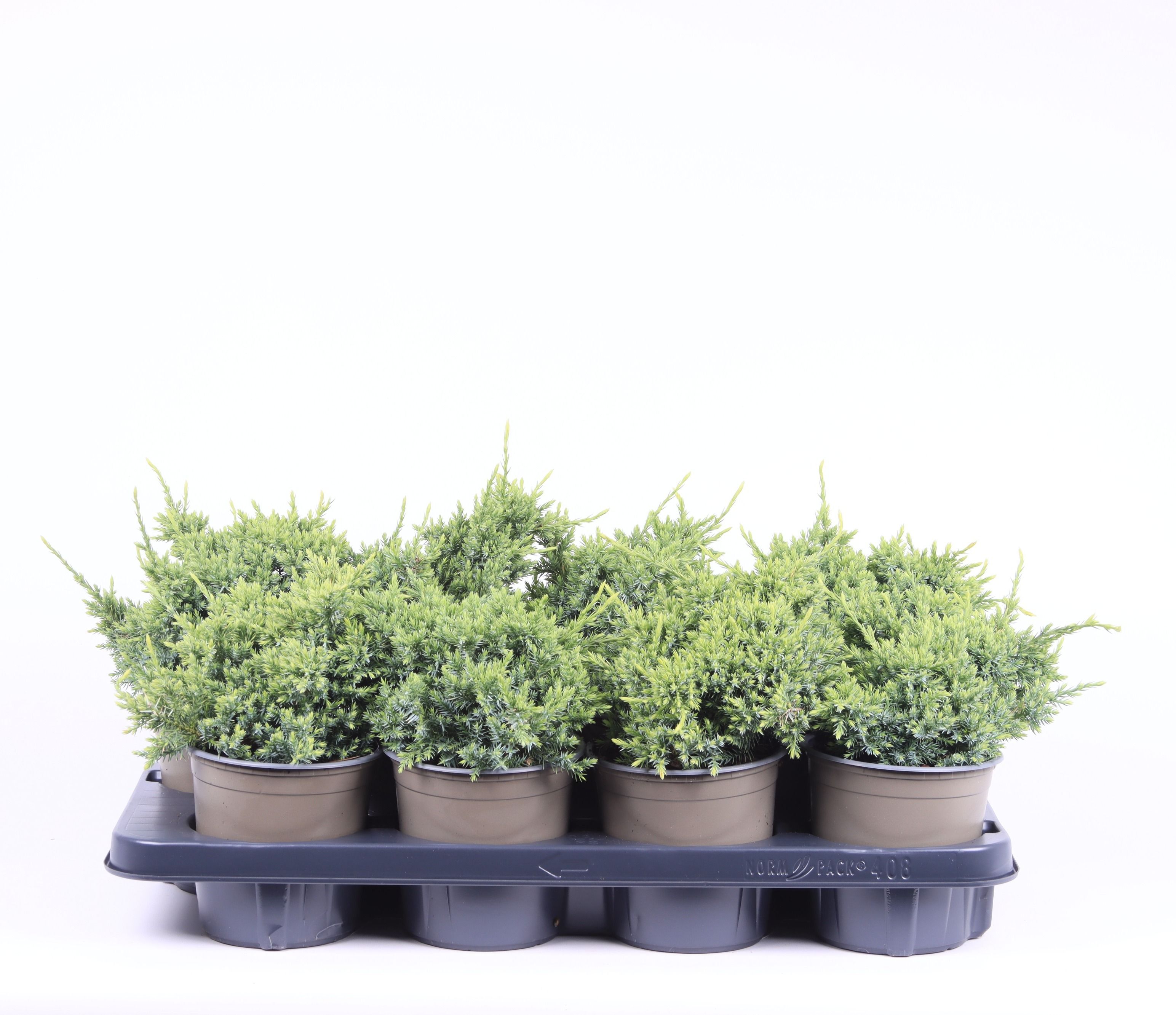 Juniperus squamata 'Holger', D 13