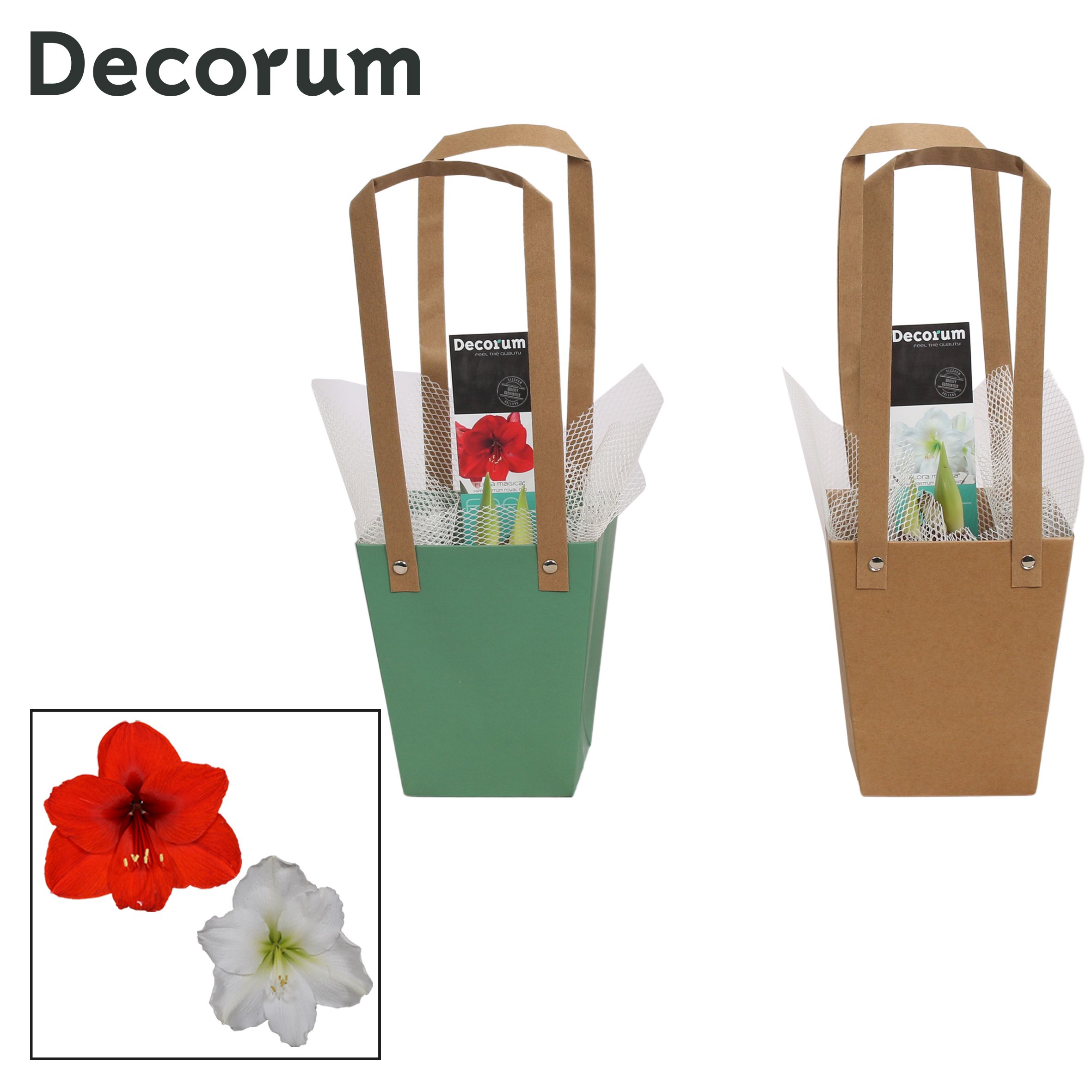 Amaryllis Mix 2 Knop in Giftbag (Decorum), D 12