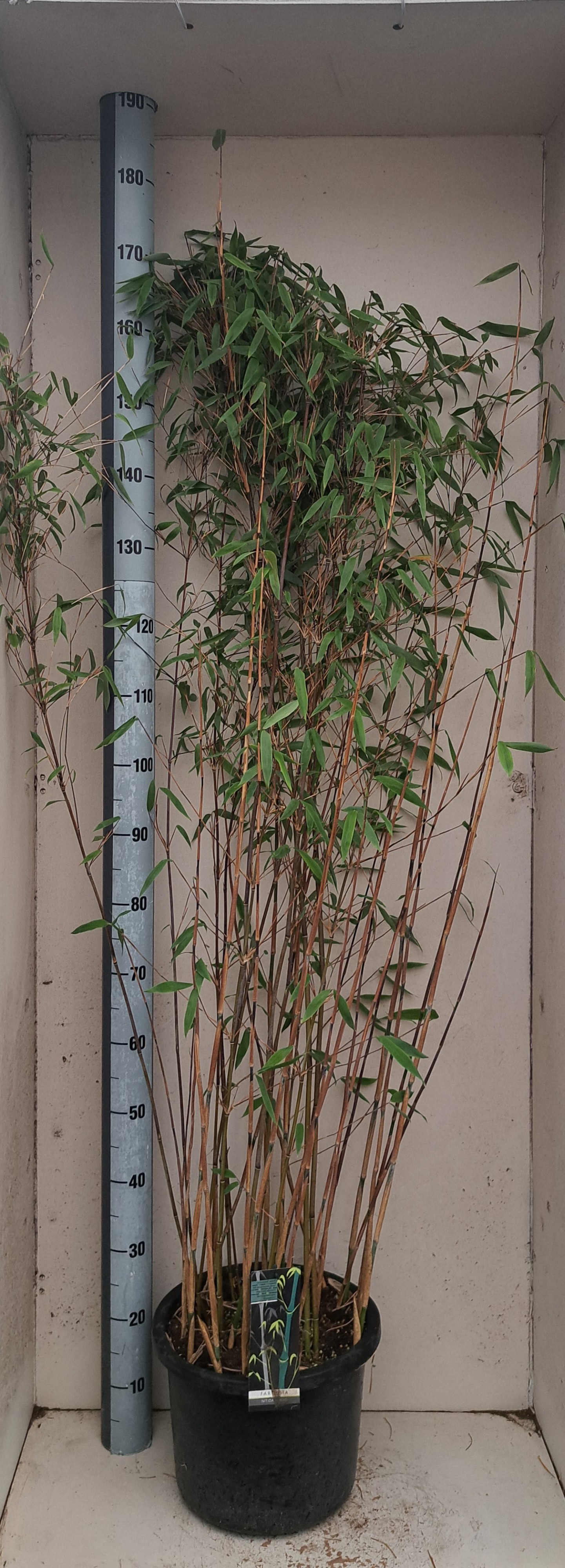 Fargesia nitida Viking, D 32