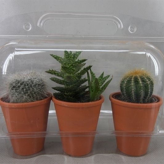 281 Trioblister rozenpot cac 6,5 cm, D 8