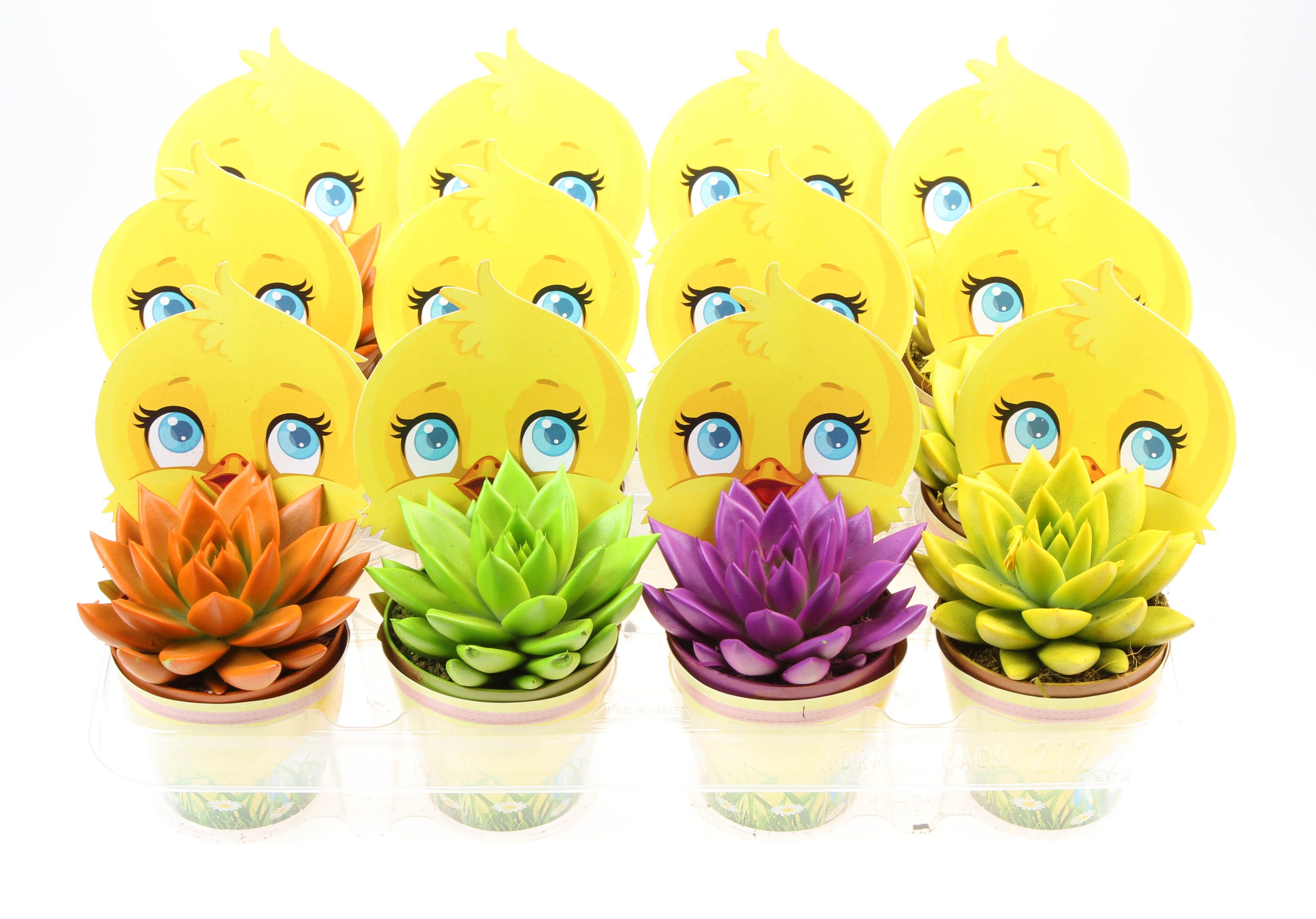 Potcover kuiken miranda rainbow mix, D 8,5