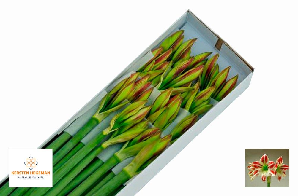 Амарилис Амбианс (бело-красн.) x20, шт.