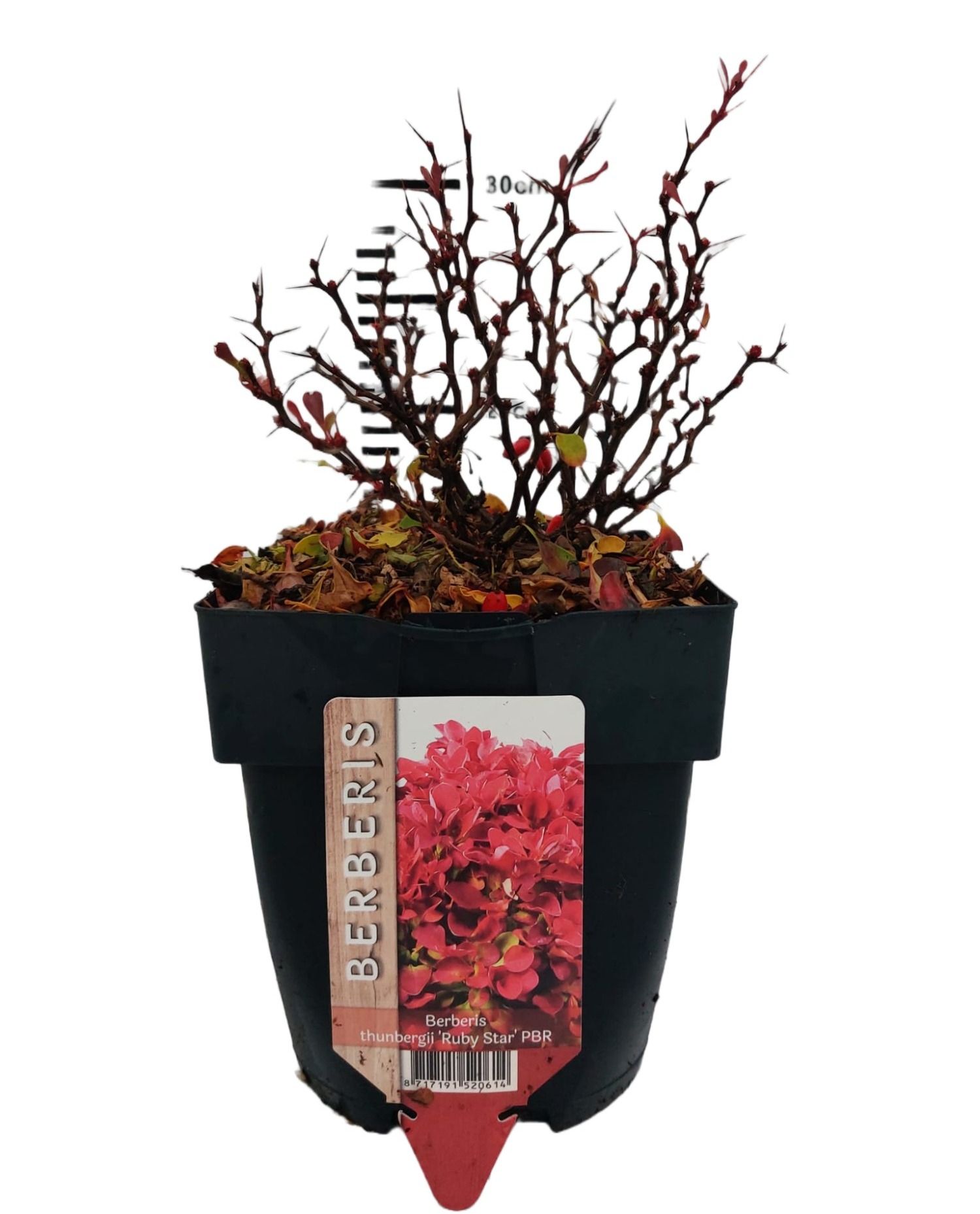 Berberis thunbergii 'Ruby Star'® P17, D 17