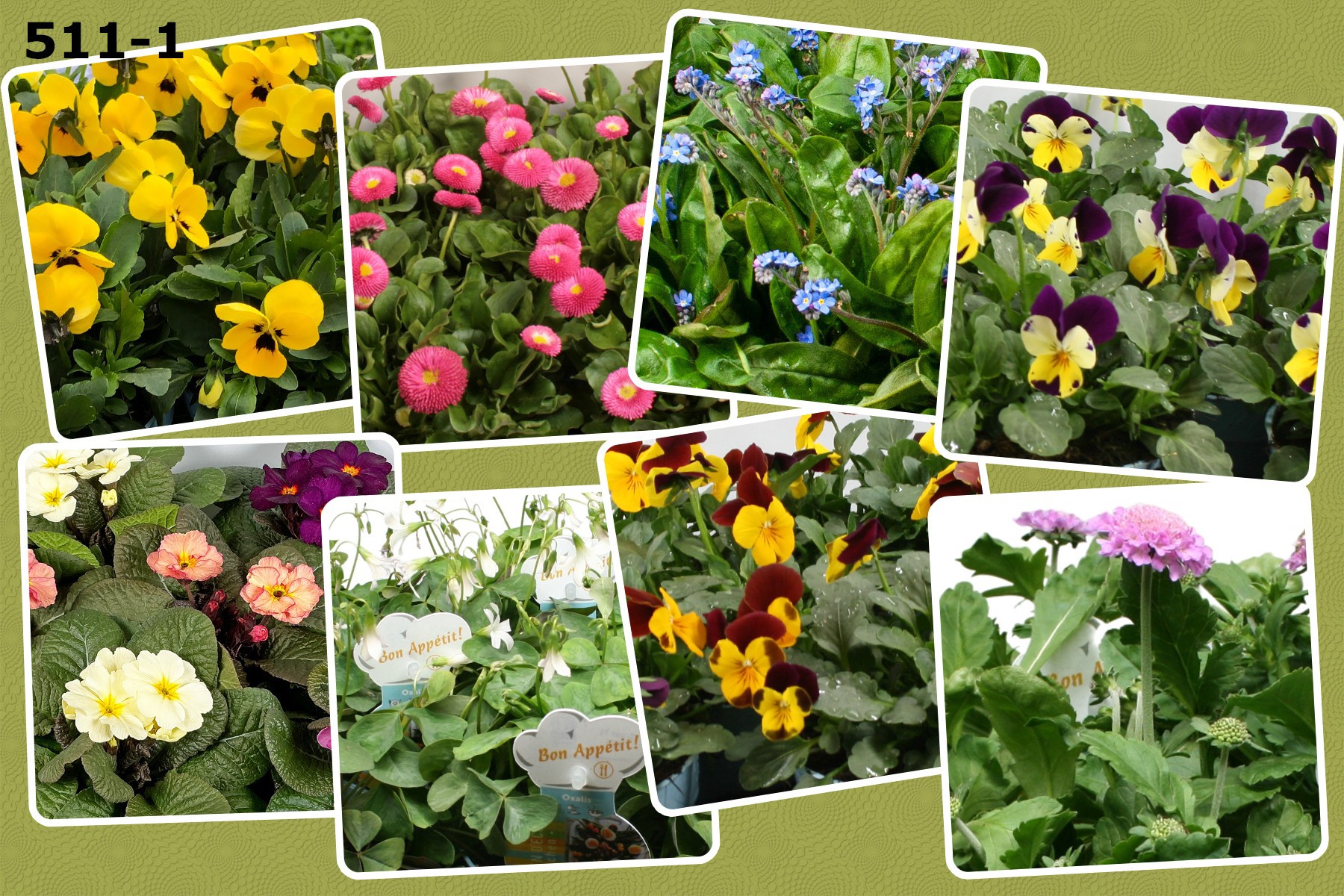 Eetbare bloemen mix per laag 12 cm, D 12