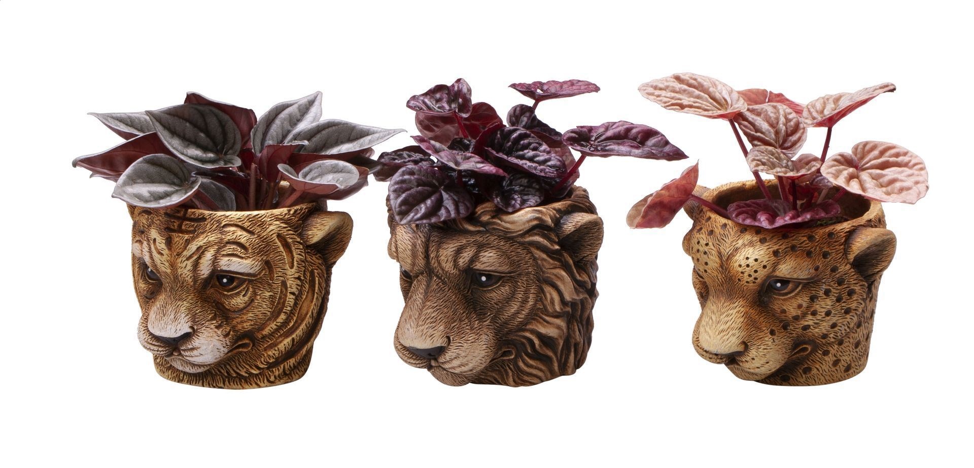 L 65510 with Peperomia Caperata Mix, D 6