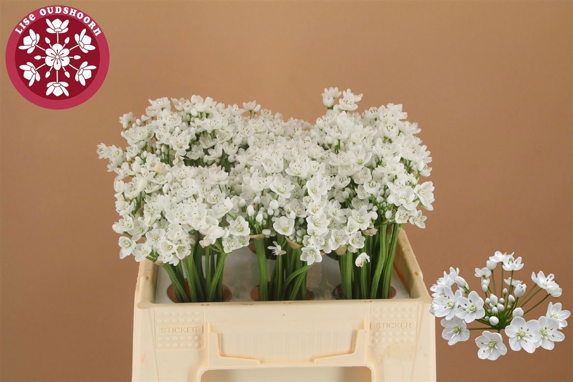 Аллиум Флокон 35 (бел.), шт.