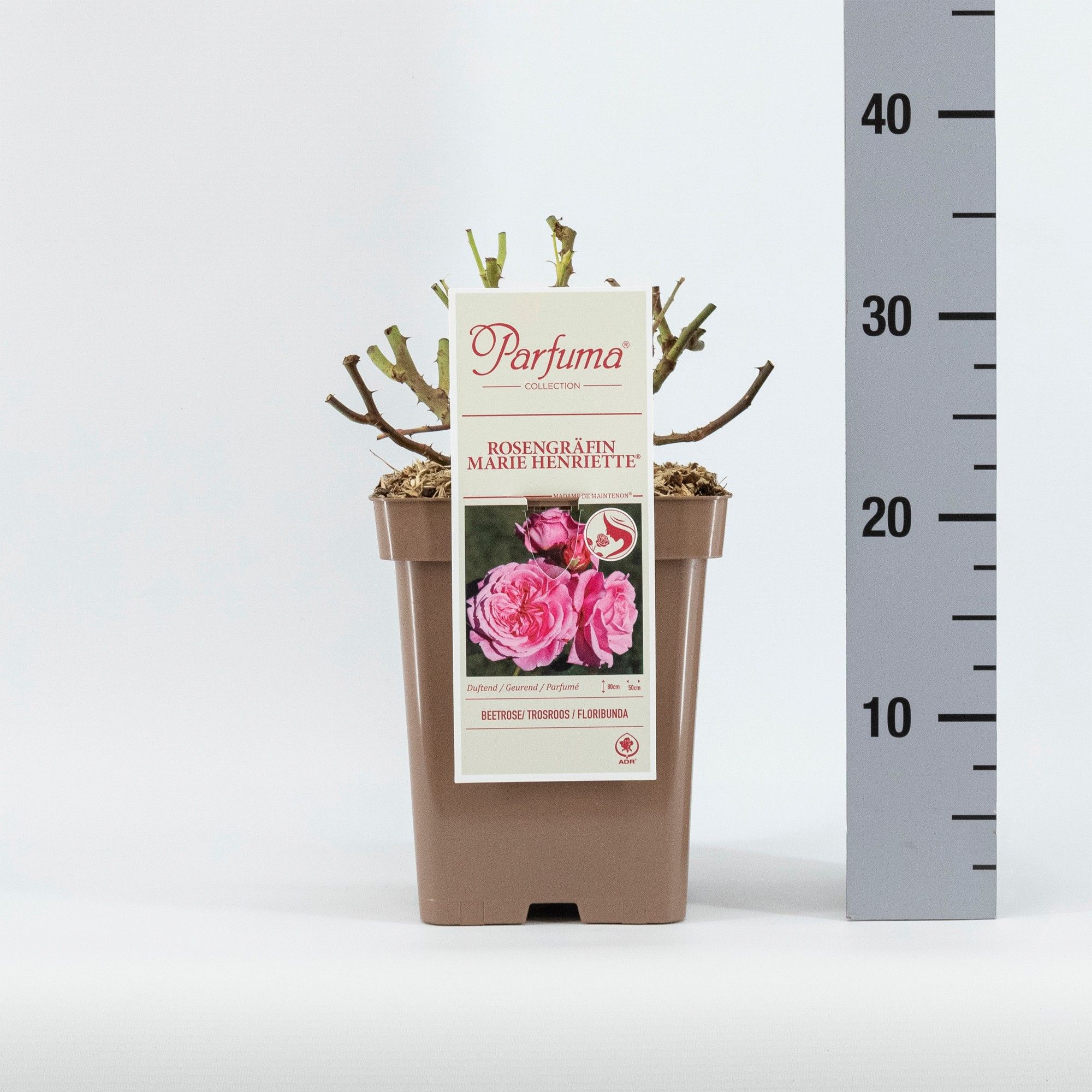 Rosa Parfuma (F) Rosengräfin Marie Henriette ®, D 23