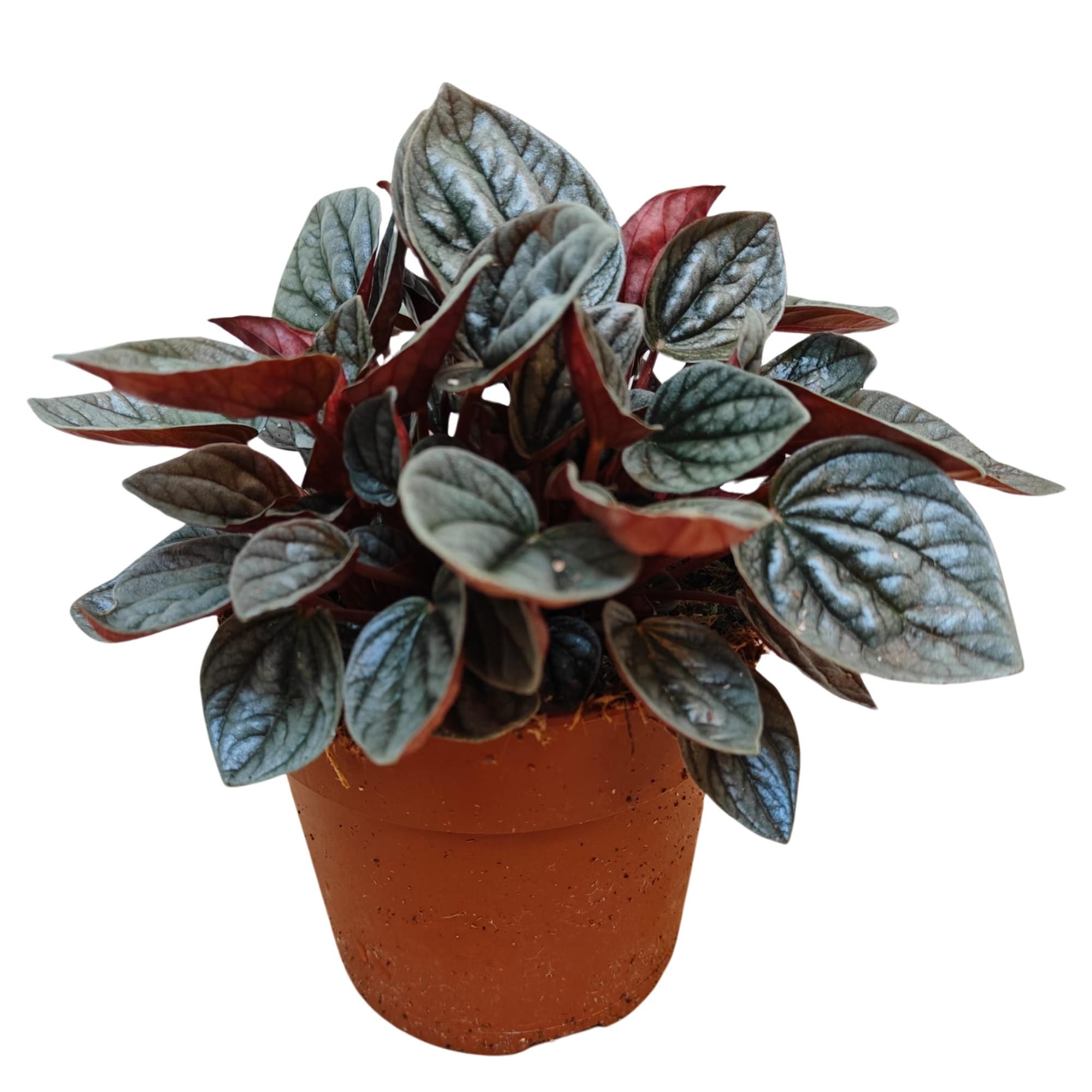 Peperomia Caperata 'Caracas' P12, D 12