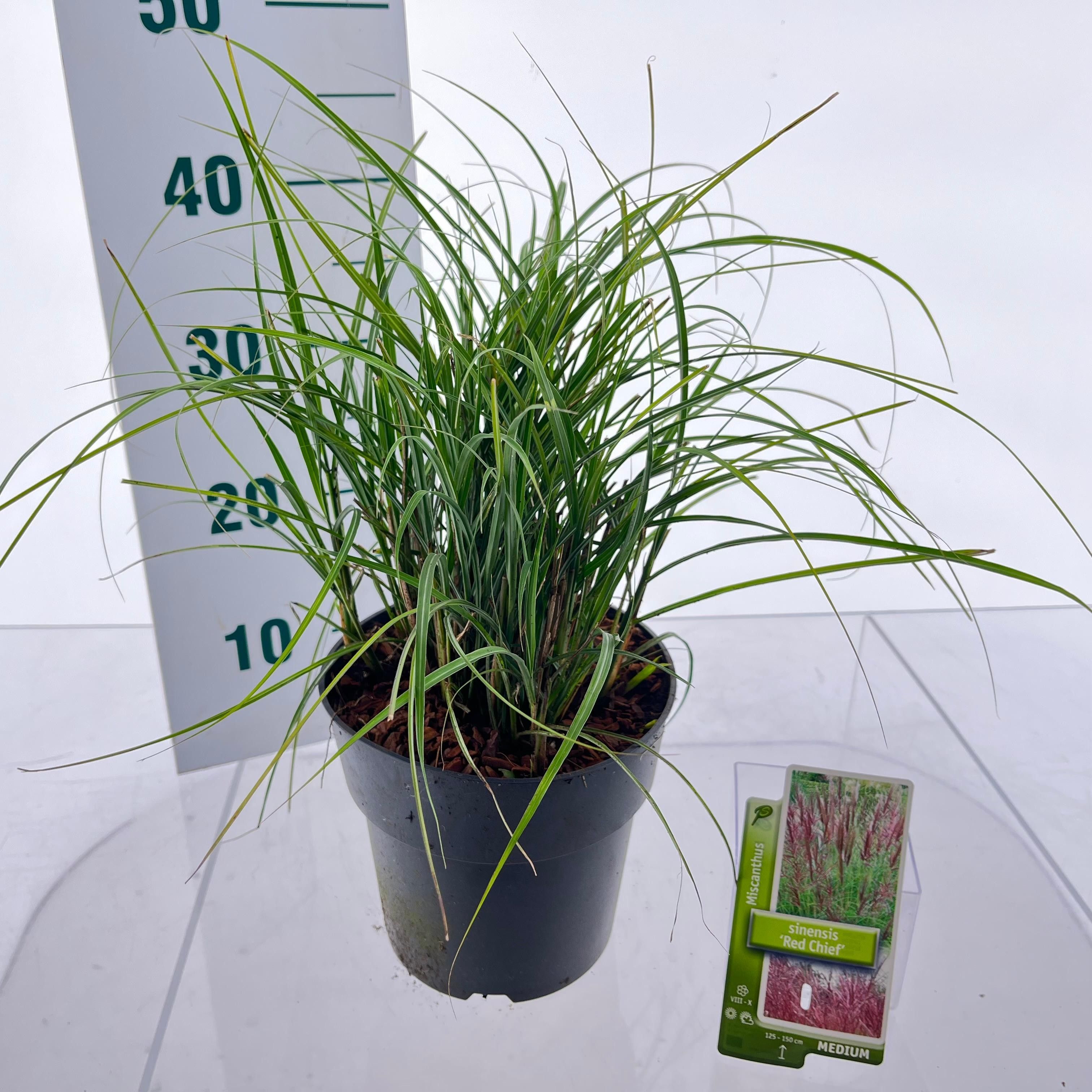 Miscanthus sin. 'Red Chief', D 19