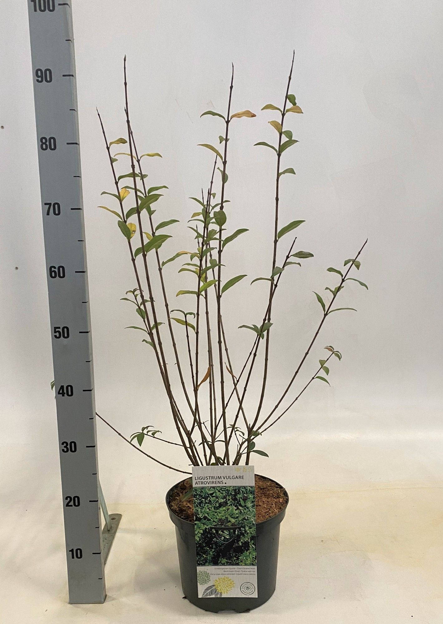 Ligustrum vulgare Atrovirens, D 23