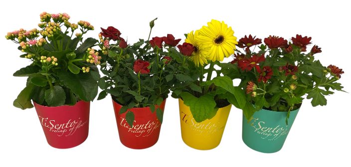 Bloeimix 12 cm | Mix | Smartcup, D 12