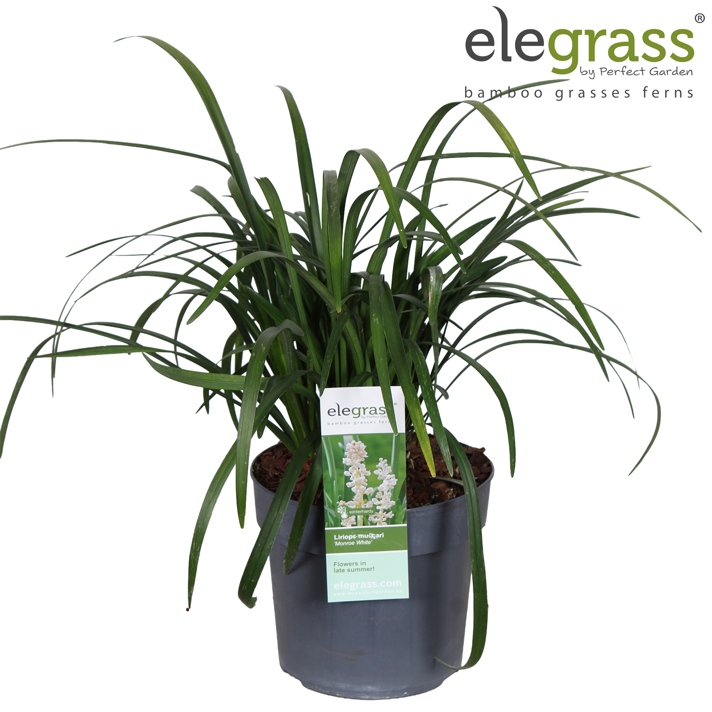 Liriope muscari Monroe White P19, D 19