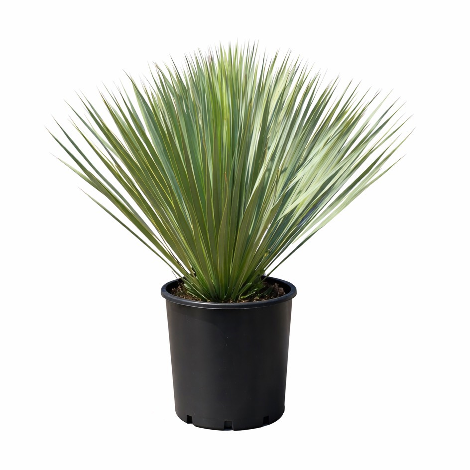 Yucca Rostrata Bush - 80cm, D 27