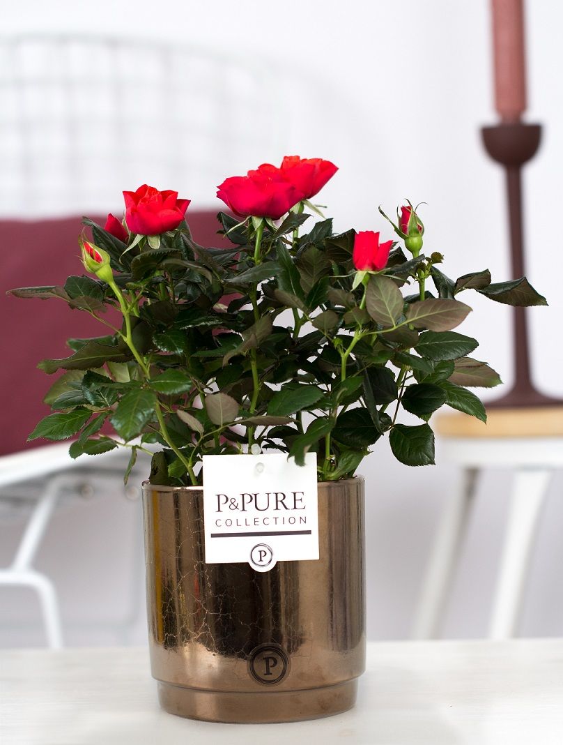 Rosa red in P&PURE Juliette ceramics goldbronze, D 12