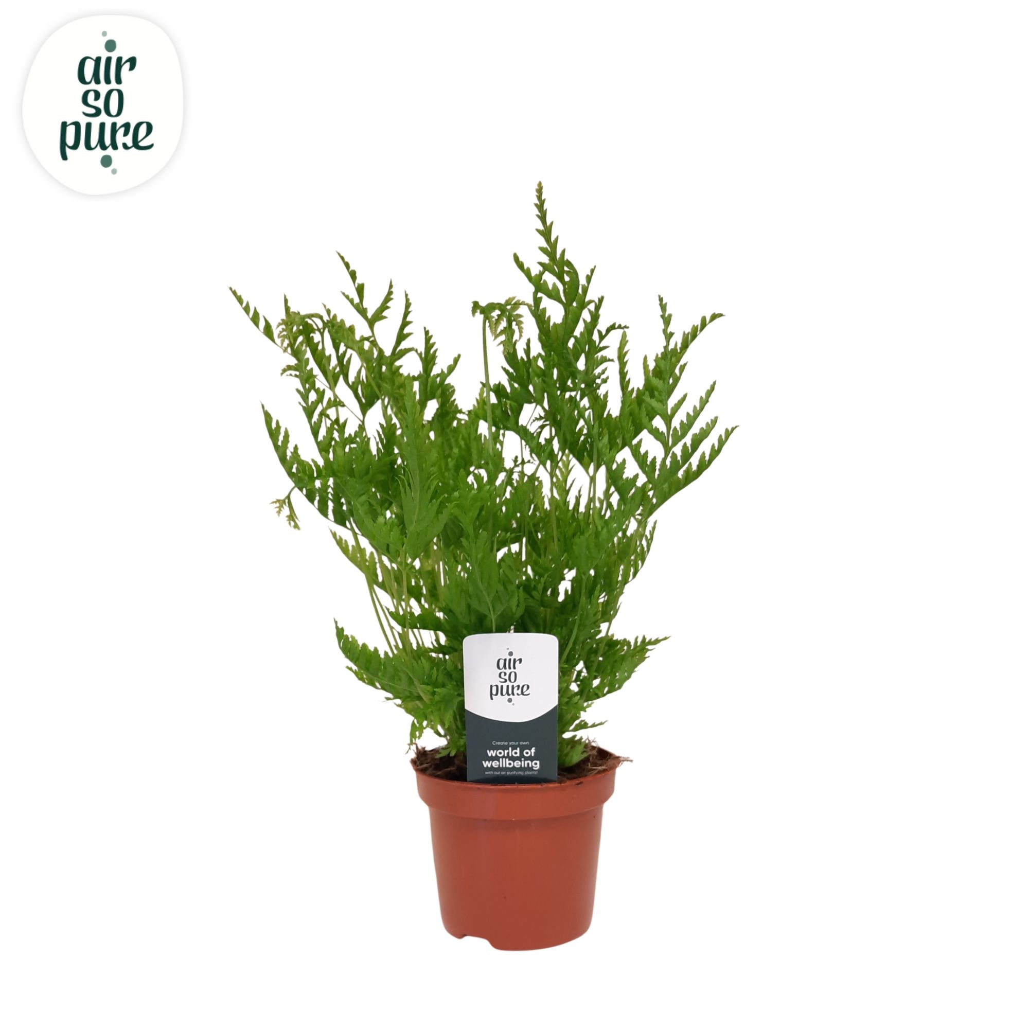 Pteris straminea - Air So Pure, D 9