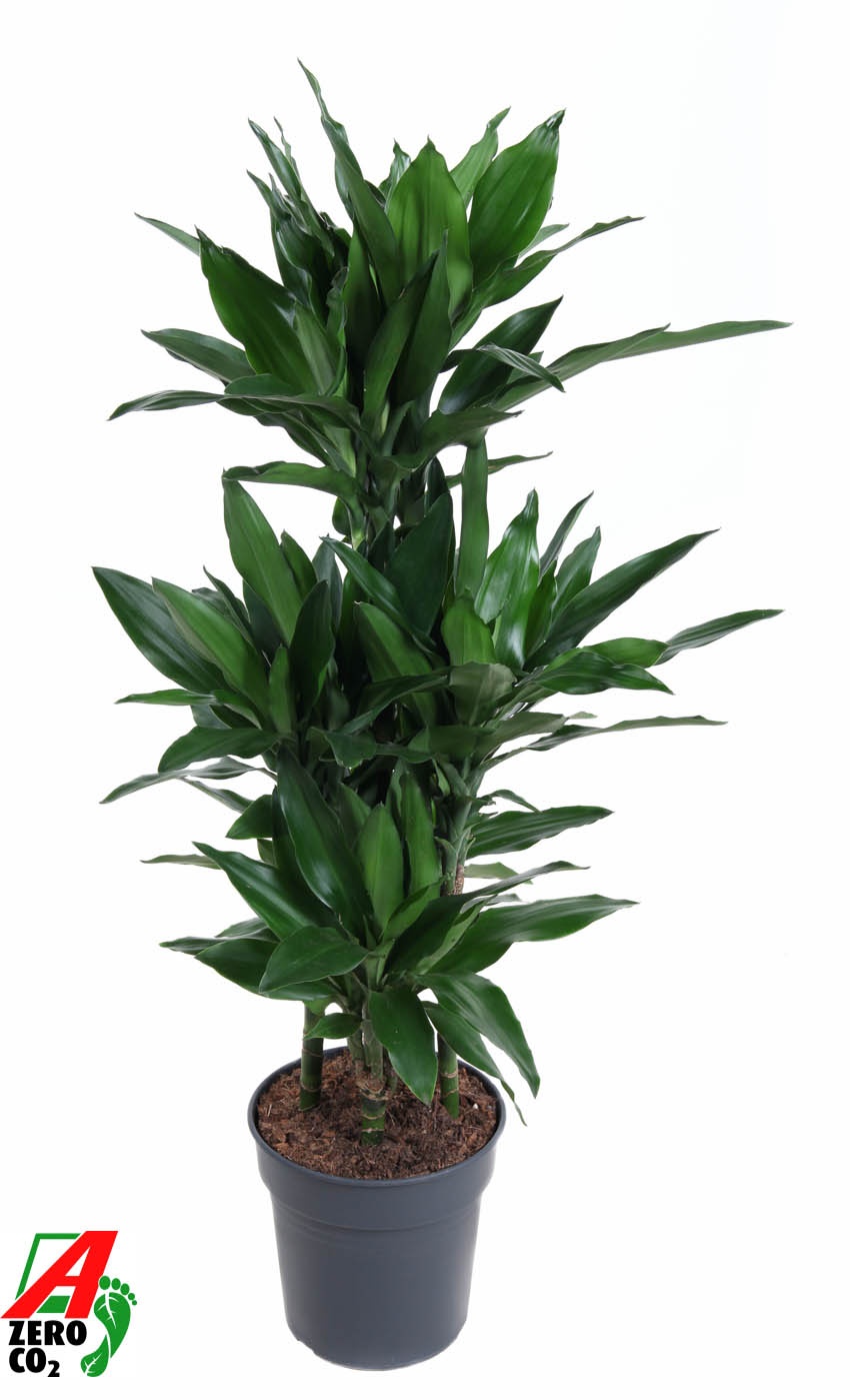 Dracaena Janet Lind 60-carrousel, D 24