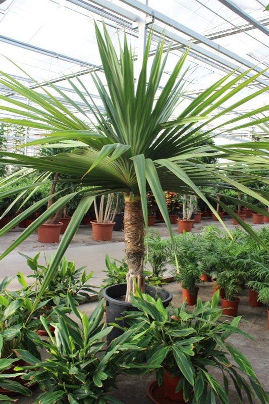 Pandanus utilis, D 70