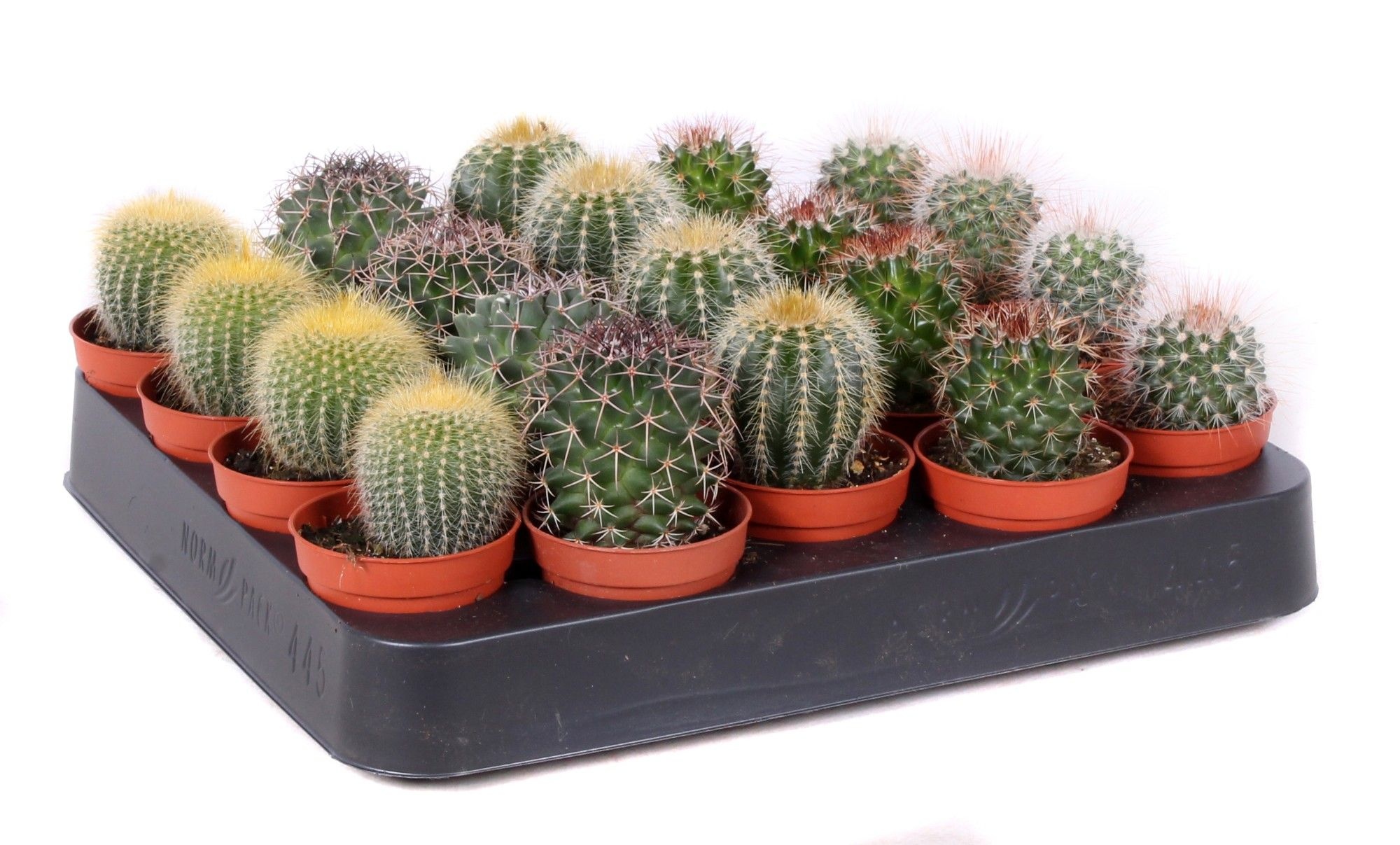 Cactus bollen mix 5,5 cm, D 5,5
