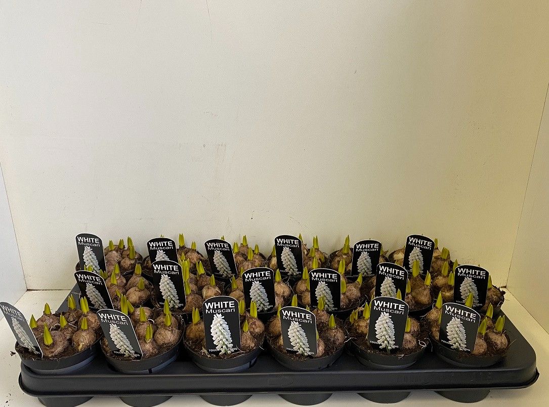 9 cm muscari wit, D 9