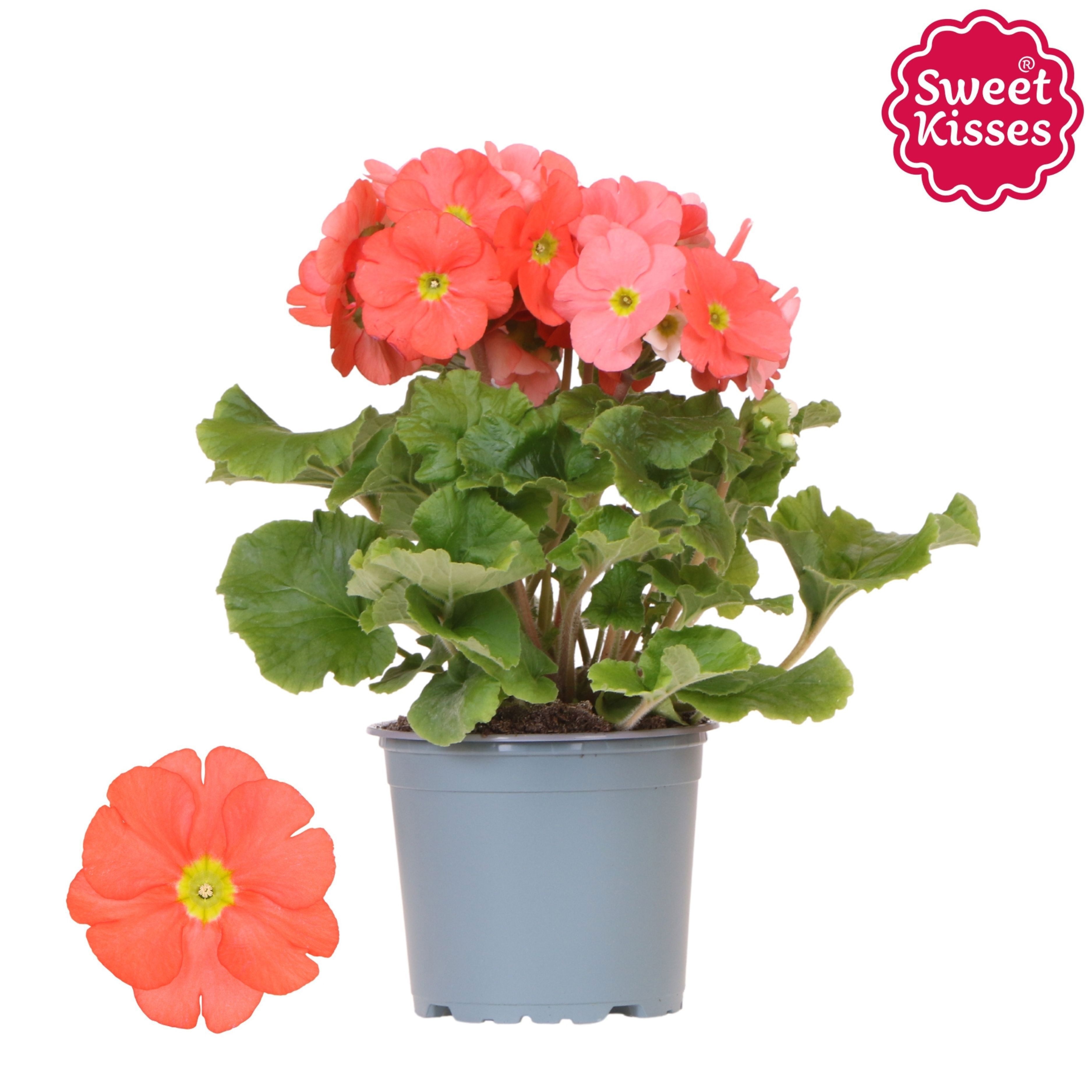 Primula Obconica Sweet Kisses orange, D 12